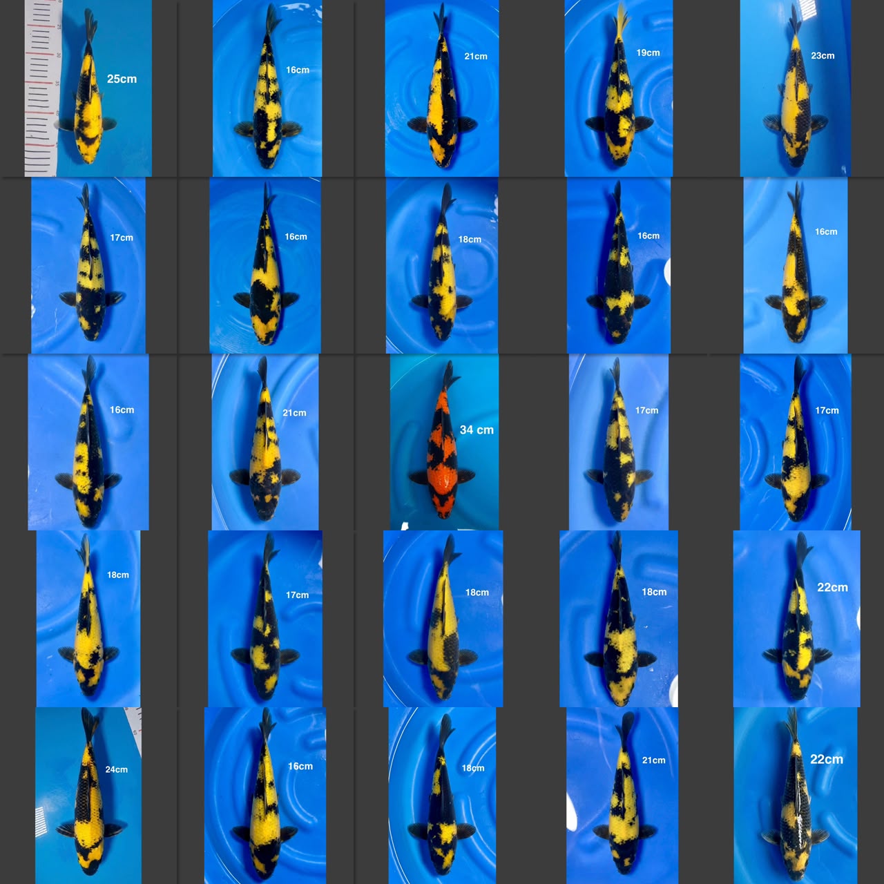 Lelang Koi Online, Jual Beli Ikan Koi, Pasar Koi Terbaik, Agen Lelang Koi, Penawaran Koi Berkualitas, Harga Jual Koi, Lelang Ikan Koi Import, Beli Koi Online, Jual Koi Murah, Koi Showroom, Penjual Koi Terpercaya, Lelang Koi Jakarta, Jual Koi Lokal, Koi Kualitas Unggul, Harga Terbaik Koi, Jual Koi Indukan, Lelang Ikan Hias Koi, Pasar Koi Indonesia, Beli Koi Berkualitas Tinggi, Koi Farm Terbesar, Jual Beli Koi Impor, Lelang Ikan Koi Kualitas Premium, Daftar Harga Koi Terbaru, Pusat Jual Beli Koi, Info Lelang Koi Hari Ini.