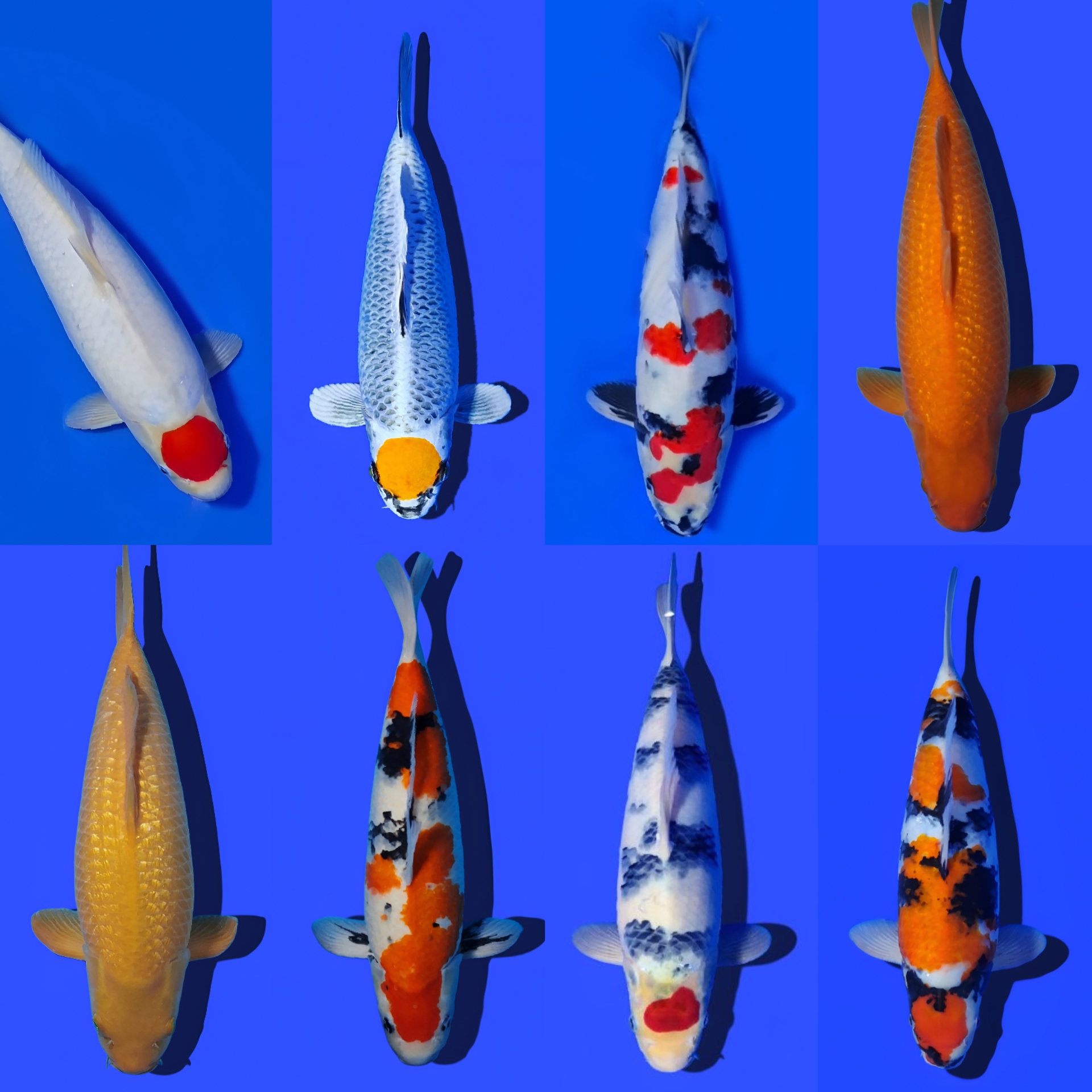 Lelang Koi Online, Jual Beli Ikan Koi, Pasar Koi Terbaik, Agen Lelang Koi, Penawaran Koi Berkualitas, Harga Jual Koi, Lelang Ikan Koi Import, Beli Koi Online, Jual Koi Murah, Koi Showroom, Penjual Koi Terpercaya, Lelang Koi Jakarta, Jual Koi Lokal, Koi Kualitas Unggul, Harga Terbaik Koi, Jual Koi Indukan, Lelang Ikan Hias Koi, Pasar Koi Indonesia, Beli Koi Berkualitas Tinggi, Koi Farm Terbesar, Jual Beli Koi Impor, Lelang Ikan Koi Kualitas Premium, Daftar Harga Koi Terbaru, Pusat Jual Beli Koi, Info Lelang Koi Hari Ini.