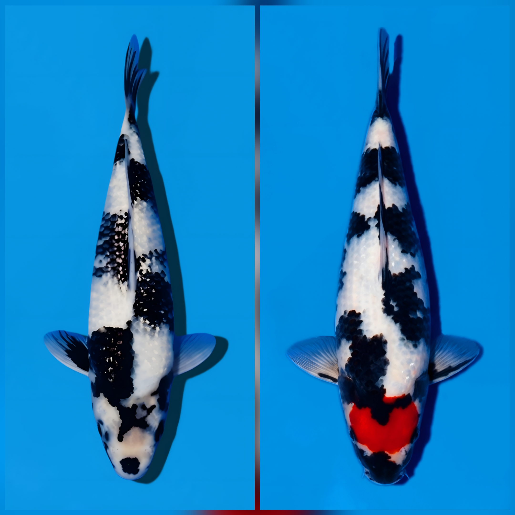 Lelang Koi Online, Jual Beli Ikan Koi, Pasar Koi Terbaik, Agen Lelang Koi, Penawaran Koi Berkualitas, Harga Jual Koi, Lelang Ikan Koi Import, Beli Koi Online, Jual Koi Murah, Koi Showroom, Penjual Koi Terpercaya, Lelang Koi Jakarta, Jual Koi Lokal, Koi Kualitas Unggul, Harga Terbaik Koi, Jual Koi Indukan, Lelang Ikan Hias Koi, Pasar Koi Indonesia, Beli Koi Berkualitas Tinggi, Koi Farm Terbesar, Jual Beli Koi Impor, Lelang Ikan Koi Kualitas Premium, Daftar Harga Koi Terbaru, Pusat Jual Beli Koi, Info Lelang Koi Hari Ini.