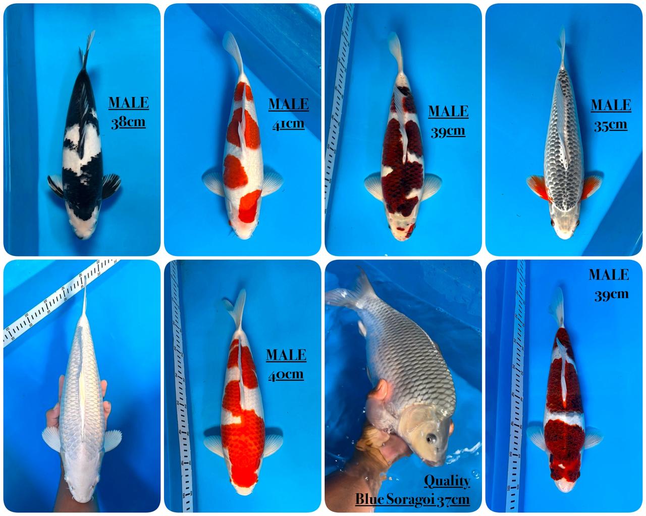 Lelang Koi Online, Jual Beli Ikan Koi, Pasar Koi Terbaik, Agen Lelang Koi, Penawaran Koi Berkualitas, Harga Jual Koi, Lelang Ikan Koi Import, Beli Koi Online, Jual Koi Murah, Koi Showroom, Penjual Koi Terpercaya, Lelang Koi Jakarta, Jual Koi Lokal, Koi Kualitas Unggul, Harga Terbaik Koi, Jual Koi Indukan, Lelang Ikan Hias Koi, Pasar Koi Indonesia, Beli Koi Berkualitas Tinggi, Koi Farm Terbesar, Jual Beli Koi Impor, Lelang Ikan Koi Kualitas Premium, Daftar Harga Koi Terbaru, Pusat Jual Beli Koi, Info Lelang Koi Hari Ini.