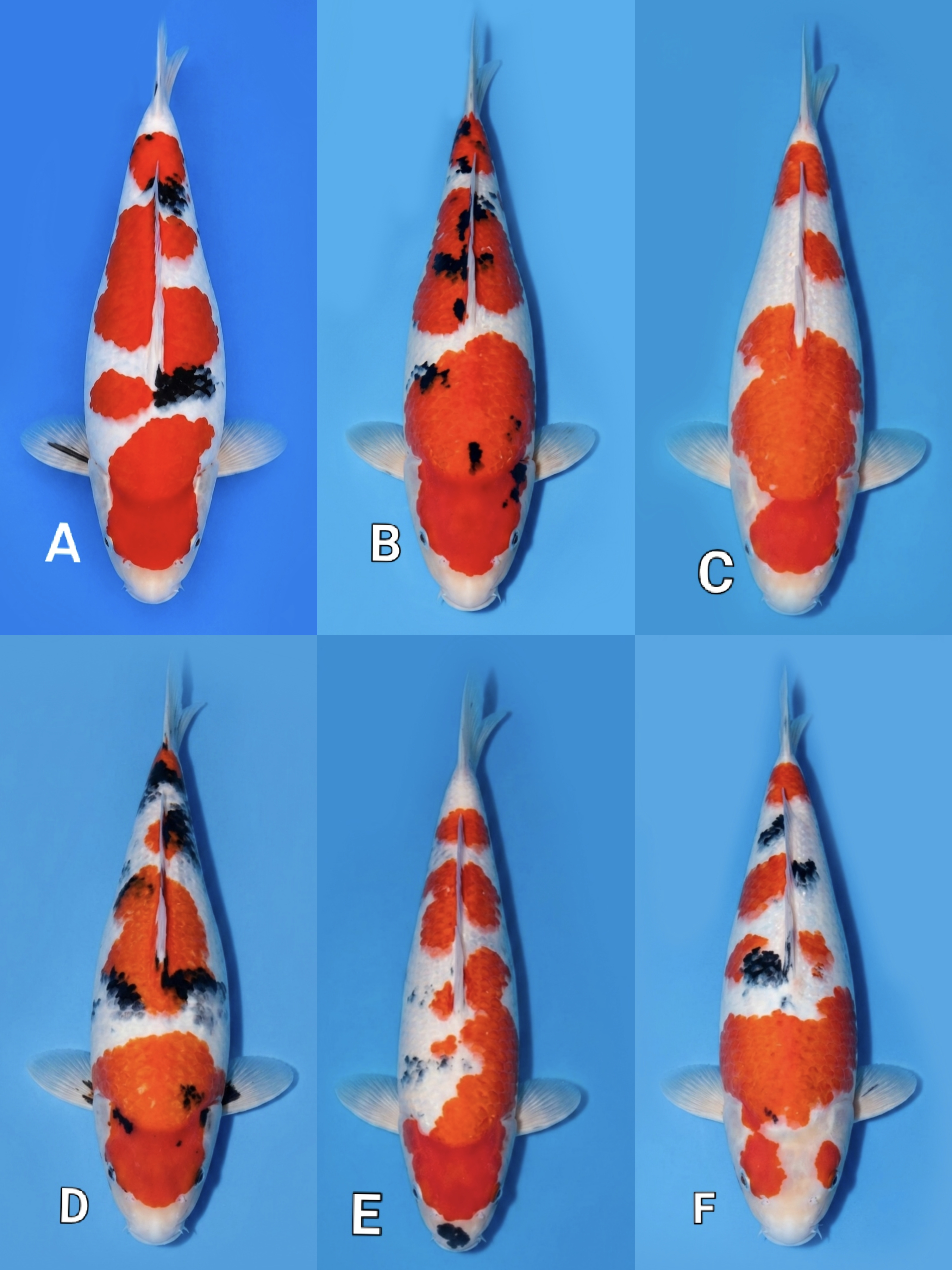 Lelang Koi Online, Jual Beli Ikan Koi, Pasar Koi Terbaik, Agen Lelang Koi, Penawaran Koi Berkualitas, Harga Jual Koi, Lelang Ikan Koi Import, Beli Koi Online, Jual Koi Murah, Koi Showroom, Penjual Koi Terpercaya, Lelang Koi Jakarta, Jual Koi Lokal, Koi Kualitas Unggul, Harga Terbaik Koi, Jual Koi Indukan, Lelang Ikan Hias Koi, Pasar Koi Indonesia, Beli Koi Berkualitas Tinggi, Koi Farm Terbesar, Jual Beli Koi Impor, Lelang Ikan Koi Kualitas Premium, Daftar Harga Koi Terbaru, Pusat Jual Beli Koi, Info Lelang Koi Hari Ini.