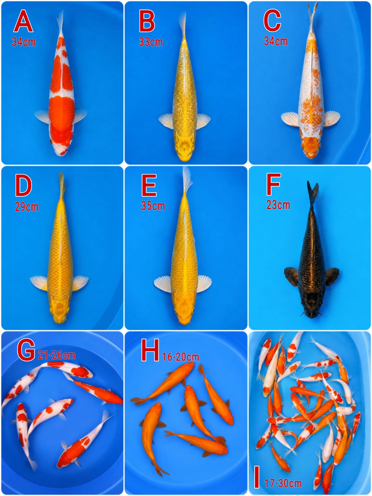 Lelang Koi Online, Jual Beli Ikan Koi, Pasar Koi Terbaik, Agen Lelang Koi, Penawaran Koi Berkualitas, Harga Jual Koi, Lelang Ikan Koi Import, Beli Koi Online, Jual Koi Murah, Koi Showroom, Penjual Koi Terpercaya, Lelang Koi Jakarta, Jual Koi Lokal, Koi Kualitas Unggul, Harga Terbaik Koi, Jual Koi Indukan, Lelang Ikan Hias Koi, Pasar Koi Indonesia, Beli Koi Berkualitas Tinggi, Koi Farm Terbesar, Jual Beli Koi Impor, Lelang Ikan Koi Kualitas Premium, Daftar Harga Koi Terbaru, Pusat Jual Beli Koi, Info Lelang Koi Hari Ini.
