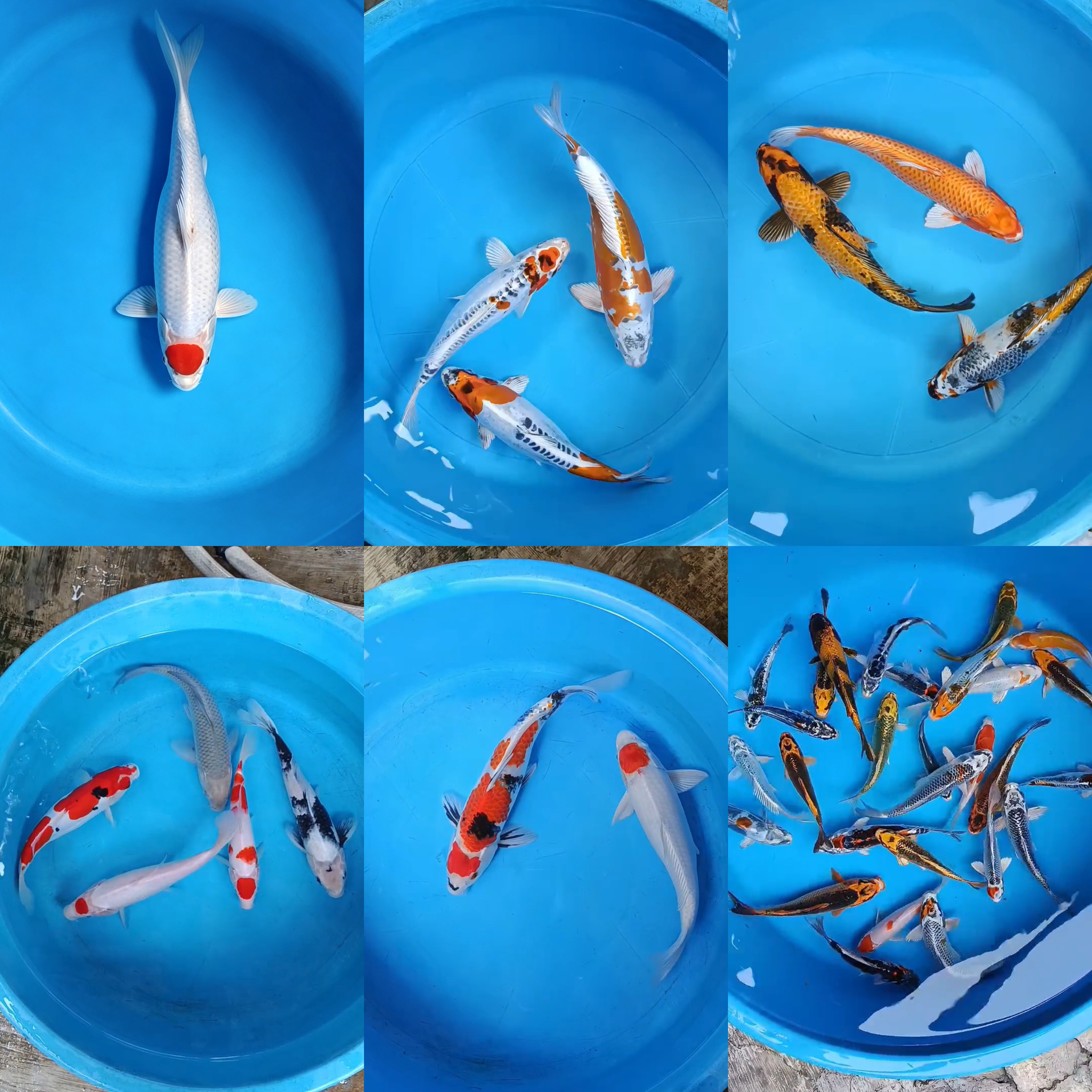 Lelang Koi Online, Jual Beli Ikan Koi, Pasar Koi Terbaik, Agen Lelang Koi, Penawaran Koi Berkualitas, Harga Jual Koi, Lelang Ikan Koi Import, Beli Koi Online, Jual Koi Murah, Koi Showroom, Penjual Koi Terpercaya, Lelang Koi Jakarta, Jual Koi Lokal, Koi Kualitas Unggul, Harga Terbaik Koi, Jual Koi Indukan, Lelang Ikan Hias Koi, Pasar Koi Indonesia, Beli Koi Berkualitas Tinggi, Koi Farm Terbesar, Jual Beli Koi Impor, Lelang Ikan Koi Kualitas Premium, Daftar Harga Koi Terbaru, Pusat Jual Beli Koi, Info Lelang Koi Hari Ini.