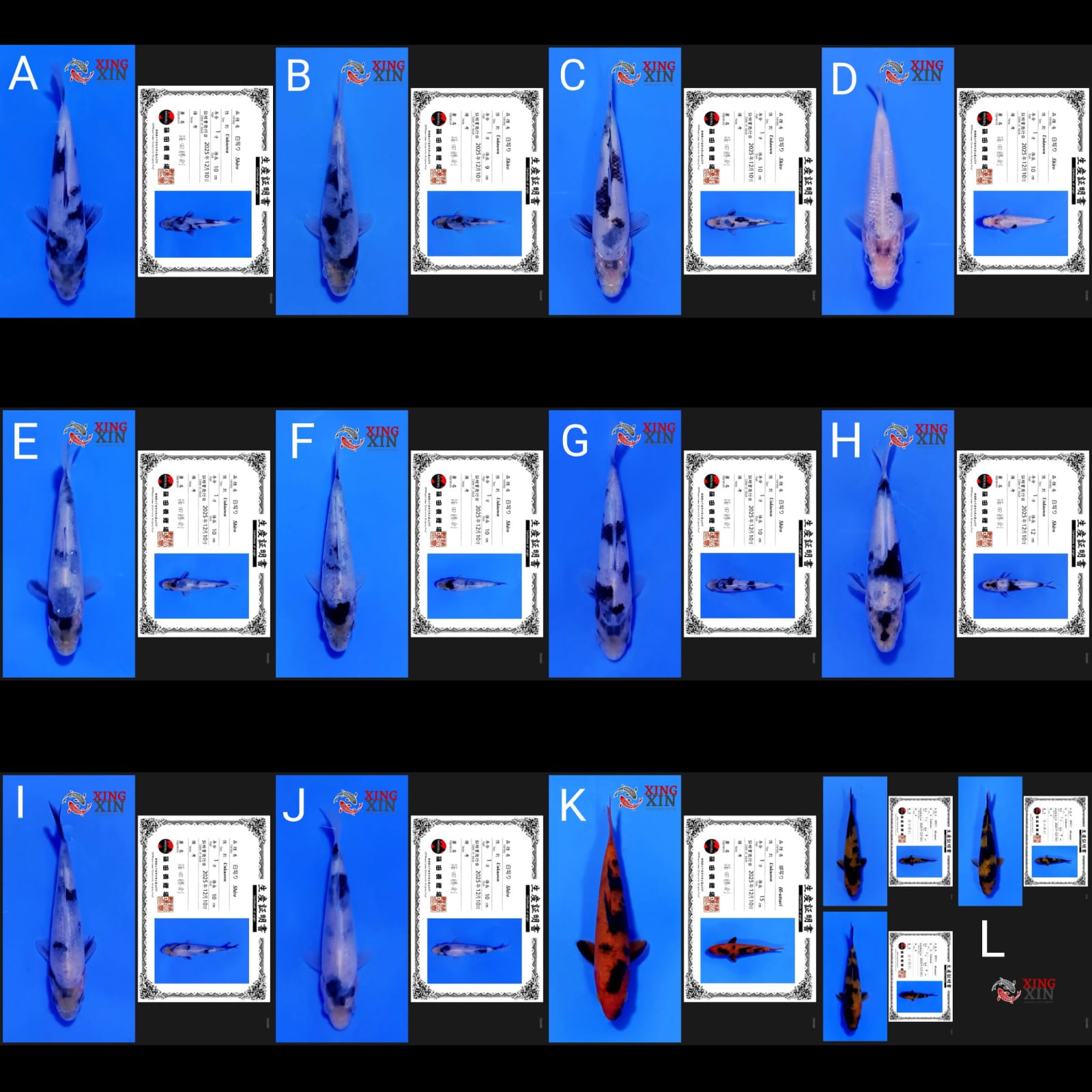 Lelang Koi Online, Jual Beli Ikan Koi, Pasar Koi Terbaik, Agen Lelang Koi, Penawaran Koi Berkualitas, Harga Jual Koi, Lelang Ikan Koi Import, Beli Koi Online, Jual Koi Murah, Koi Showroom, Penjual Koi Terpercaya, Lelang Koi Jakarta, Jual Koi Lokal, Koi Kualitas Unggul, Harga Terbaik Koi, Jual Koi Indukan, Lelang Ikan Hias Koi, Pasar Koi Indonesia, Beli Koi Berkualitas Tinggi, Koi Farm Terbesar, Jual Beli Koi Impor, Lelang Ikan Koi Kualitas Premium, Daftar Harga Koi Terbaru, Pusat Jual Beli Koi, Info Lelang Koi Hari Ini.