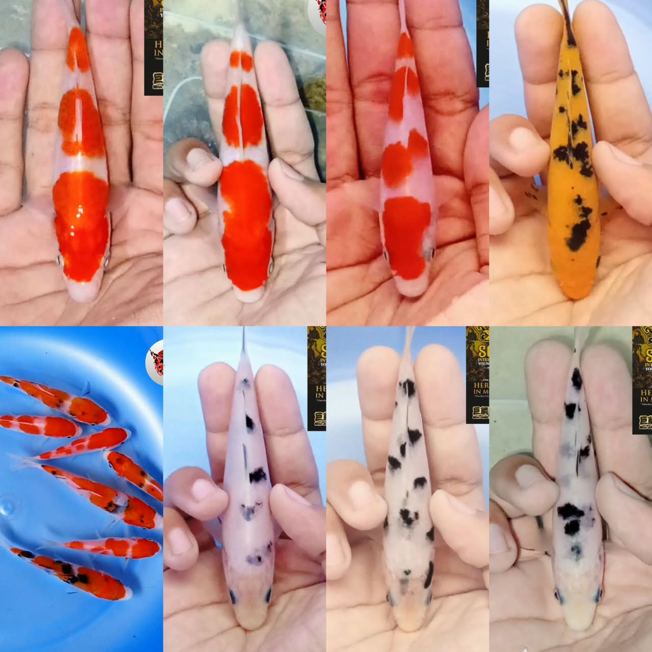Lelang Koi Online, Jual Beli Ikan Koi, Pasar Koi Terbaik, Agen Lelang Koi, Penawaran Koi Berkualitas, Harga Jual Koi, Lelang Ikan Koi Import, Beli Koi Online, Jual Koi Murah, Koi Showroom, Penjual Koi Terpercaya, Lelang Koi Jakarta, Jual Koi Lokal, Koi Kualitas Unggul, Harga Terbaik Koi, Jual Koi Indukan, Lelang Ikan Hias Koi, Pasar Koi Indonesia, Beli Koi Berkualitas Tinggi, Koi Farm Terbesar, Jual Beli Koi Impor, Lelang Ikan Koi Kualitas Premium, Daftar Harga Koi Terbaru, Pusat Jual Beli Koi, Info Lelang Koi Hari Ini.