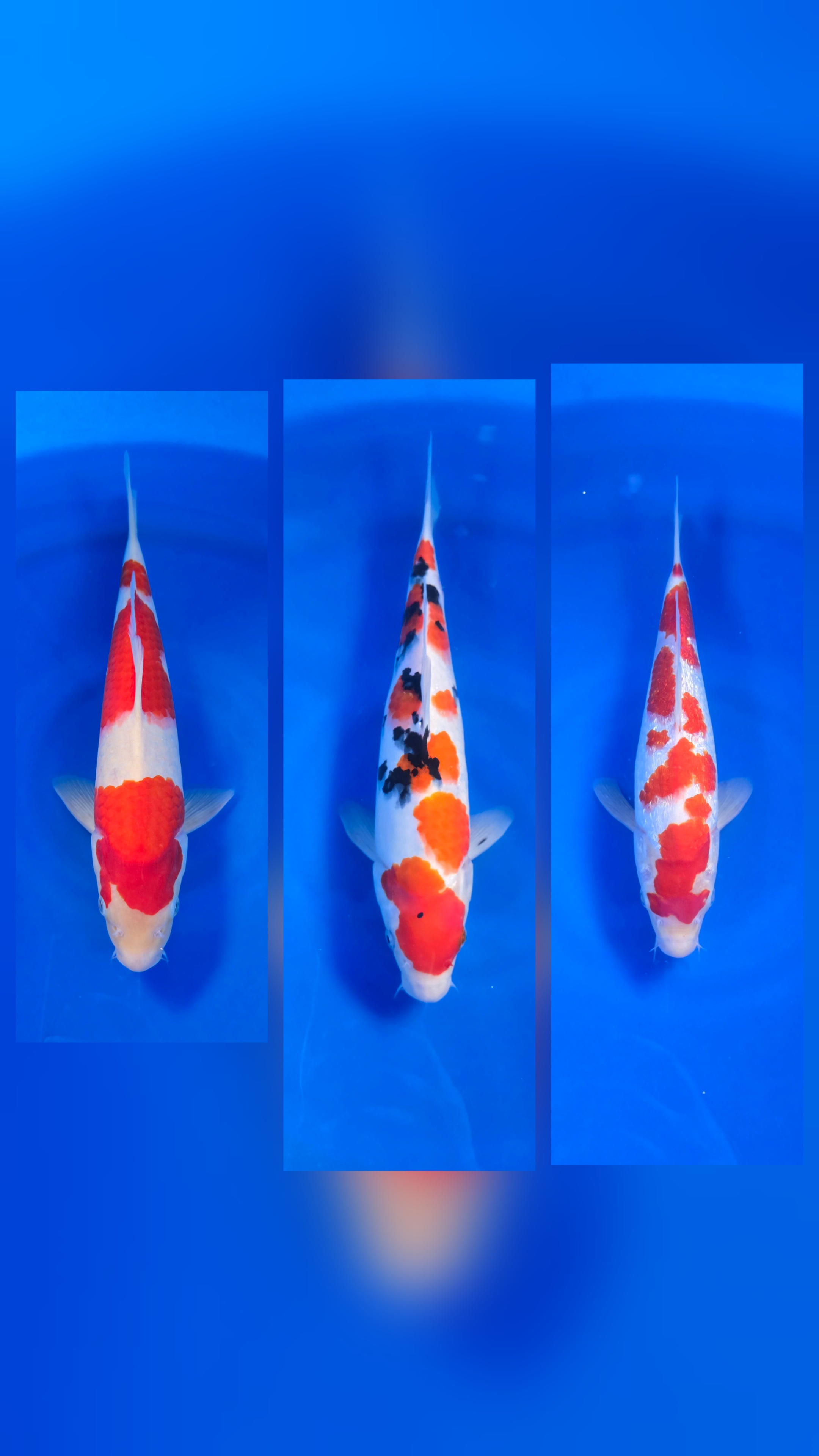 Lelang Koi Online, Jual Beli Ikan Koi, Pasar Koi Terbaik, Agen Lelang Koi, Penawaran Koi Berkualitas, Harga Jual Koi, Lelang Ikan Koi Import, Beli Koi Online, Jual Koi Murah, Koi Showroom, Penjual Koi Terpercaya, Lelang Koi Jakarta, Jual Koi Lokal, Koi Kualitas Unggul, Harga Terbaik Koi, Jual Koi Indukan, Lelang Ikan Hias Koi, Pasar Koi Indonesia, Beli Koi Berkualitas Tinggi, Koi Farm Terbesar, Jual Beli Koi Impor, Lelang Ikan Koi Kualitas Premium, Daftar Harga Koi Terbaru, Pusat Jual Beli Koi, Info Lelang Koi Hari Ini.