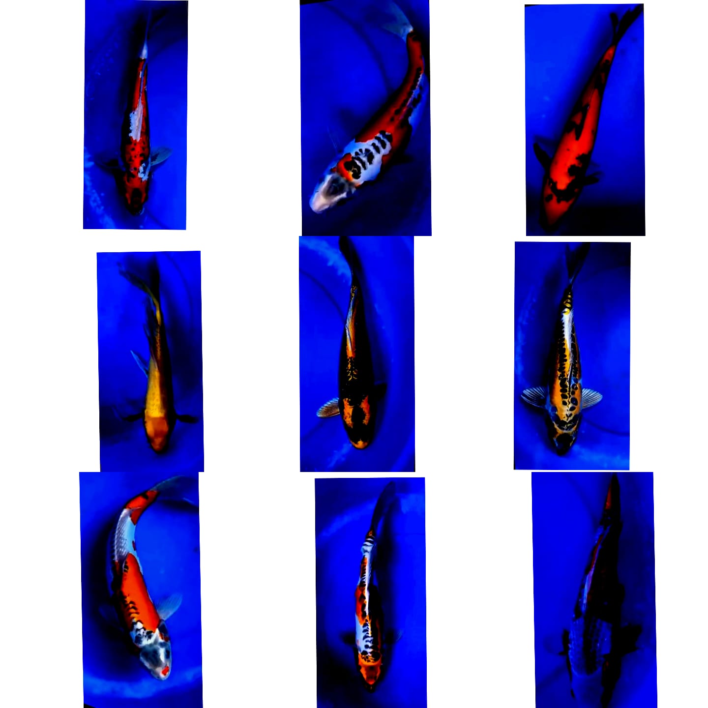 Lelang Koi Online, Jual Beli Ikan Koi, Pasar Koi Terbaik, Agen Lelang Koi, Penawaran Koi Berkualitas, Harga Jual Koi, Lelang Ikan Koi Import, Beli Koi Online, Jual Koi Murah, Koi Showroom, Penjual Koi Terpercaya, Lelang Koi Jakarta, Jual Koi Lokal, Koi Kualitas Unggul, Harga Terbaik Koi, Jual Koi Indukan, Lelang Ikan Hias Koi, Pasar Koi Indonesia, Beli Koi Berkualitas Tinggi, Koi Farm Terbesar, Jual Beli Koi Impor, Lelang Ikan Koi Kualitas Premium, Daftar Harga Koi Terbaru, Pusat Jual Beli Koi, Info Lelang Koi Hari Ini.