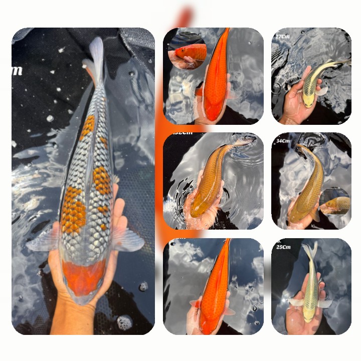 Lelang Koi Online, Jual Beli Ikan Koi, Pasar Koi Terbaik, Agen Lelang Koi, Penawaran Koi Berkualitas, Harga Jual Koi, Lelang Ikan Koi Import, Beli Koi Online, Jual Koi Murah, Koi Showroom, Penjual Koi Terpercaya, Lelang Koi Jakarta, Jual Koi Lokal, Koi Kualitas Unggul, Harga Terbaik Koi, Jual Koi Indukan, Lelang Ikan Hias Koi, Pasar Koi Indonesia, Beli Koi Berkualitas Tinggi, Koi Farm Terbesar, Jual Beli Koi Impor, Lelang Ikan Koi Kualitas Premium, Daftar Harga Koi Terbaru, Pusat Jual Beli Koi, Info Lelang Koi Hari Ini.