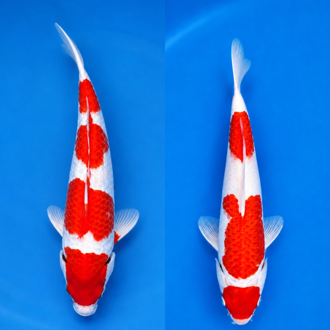 Lelang Koi Online, Jual Beli Ikan Koi, Pasar Koi Terbaik, Agen Lelang Koi, Penawaran Koi Berkualitas, Harga Jual Koi, Lelang Ikan Koi Import, Beli Koi Online, Jual Koi Murah, Koi Showroom, Penjual Koi Terpercaya, Lelang Koi Jakarta, Jual Koi Lokal, Koi Kualitas Unggul, Harga Terbaik Koi, Jual Koi Indukan, Lelang Ikan Hias Koi, Pasar Koi Indonesia, Beli Koi Berkualitas Tinggi, Koi Farm Terbesar, Jual Beli Koi Impor, Lelang Ikan Koi Kualitas Premium, Daftar Harga Koi Terbaru, Pusat Jual Beli Koi, Info Lelang Koi Hari Ini.