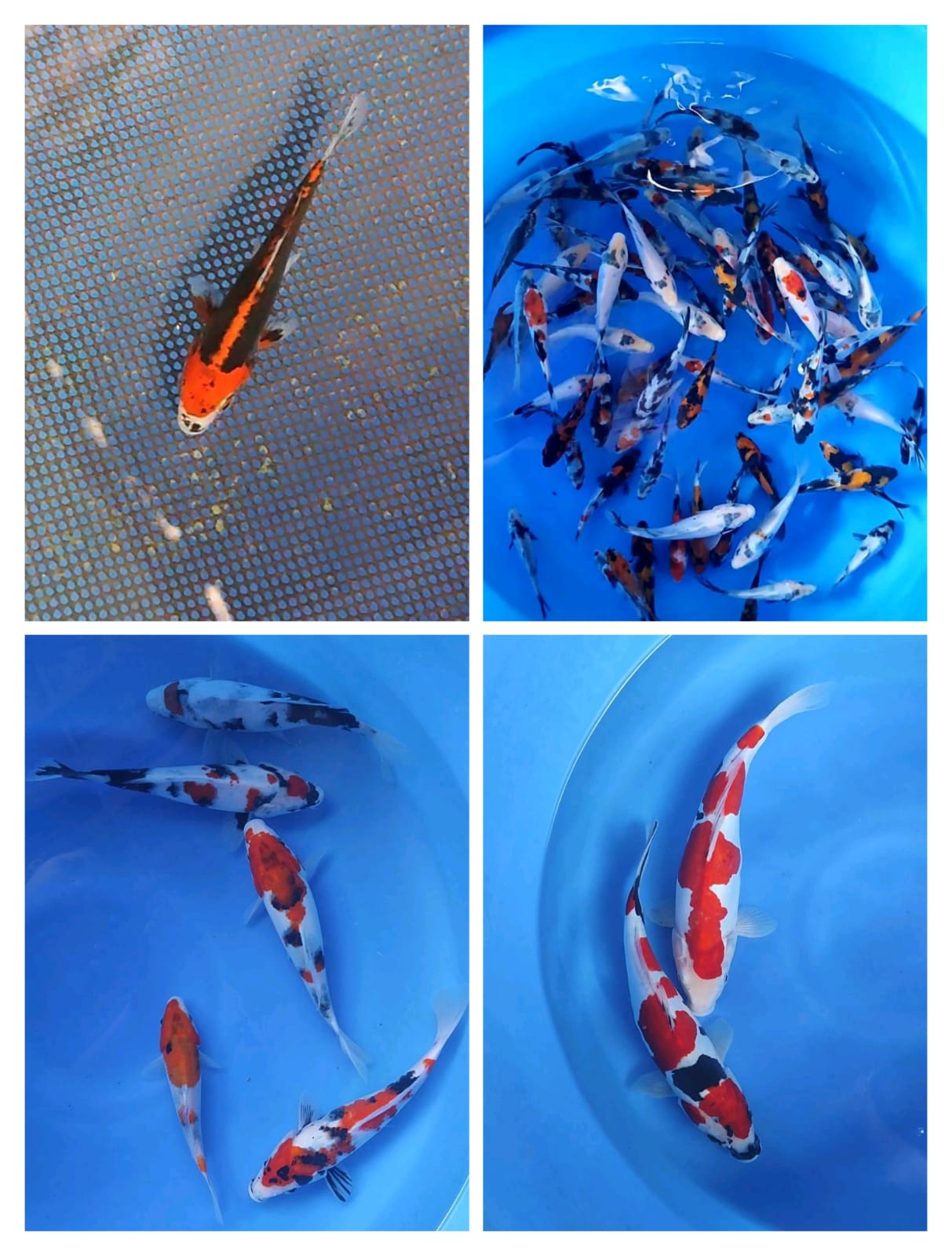 Lelang Koi Online, Jual Beli Ikan Koi, Pasar Koi Terbaik, Agen Lelang Koi, Penawaran Koi Berkualitas, Harga Jual Koi, Lelang Ikan Koi Import, Beli Koi Online, Jual Koi Murah, Koi Showroom, Penjual Koi Terpercaya, Lelang Koi Jakarta, Jual Koi Lokal, Koi Kualitas Unggul, Harga Terbaik Koi, Jual Koi Indukan, Lelang Ikan Hias Koi, Pasar Koi Indonesia, Beli Koi Berkualitas Tinggi, Koi Farm Terbesar, Jual Beli Koi Impor, Lelang Ikan Koi Kualitas Premium, Daftar Harga Koi Terbaru, Pusat Jual Beli Koi, Info Lelang Koi Hari Ini.
