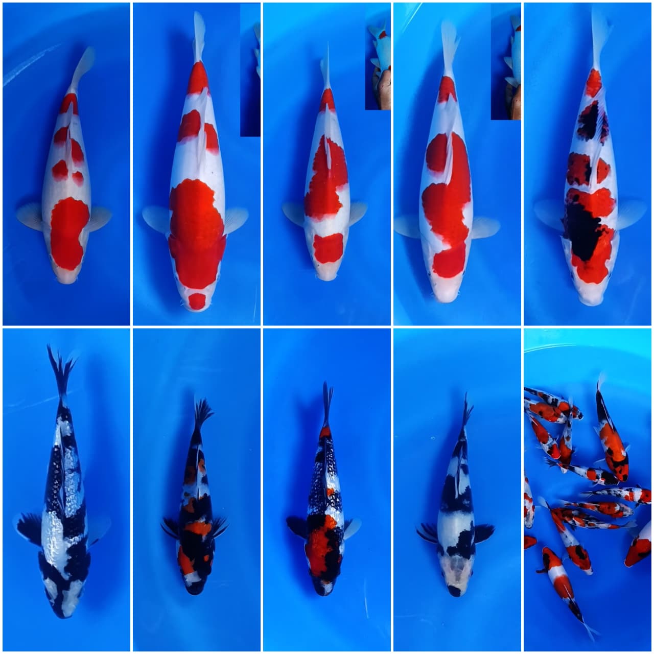 Lelang Koi Online, Jual Beli Ikan Koi, Pasar Koi Terbaik, Agen Lelang Koi, Penawaran Koi Berkualitas, Harga Jual Koi, Lelang Ikan Koi Import, Beli Koi Online, Jual Koi Murah, Koi Showroom, Penjual Koi Terpercaya, Lelang Koi Jakarta, Jual Koi Lokal, Koi Kualitas Unggul, Harga Terbaik Koi, Jual Koi Indukan, Lelang Ikan Hias Koi, Pasar Koi Indonesia, Beli Koi Berkualitas Tinggi, Koi Farm Terbesar, Jual Beli Koi Impor, Lelang Ikan Koi Kualitas Premium, Daftar Harga Koi Terbaru, Pusat Jual Beli Koi, Info Lelang Koi Hari Ini.