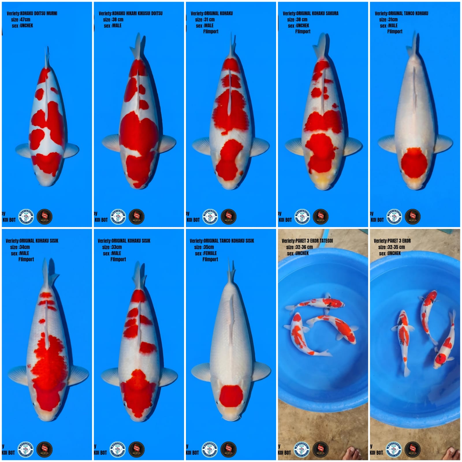 Lelang Koi Online, Jual Beli Ikan Koi, Pasar Koi Terbaik, Agen Lelang Koi, Penawaran Koi Berkualitas, Harga Jual Koi, Lelang Ikan Koi Import, Beli Koi Online, Jual Koi Murah, Koi Showroom, Penjual Koi Terpercaya, Lelang Koi Jakarta, Jual Koi Lokal, Koi Kualitas Unggul, Harga Terbaik Koi, Jual Koi Indukan, Lelang Ikan Hias Koi, Pasar Koi Indonesia, Beli Koi Berkualitas Tinggi, Koi Farm Terbesar, Jual Beli Koi Impor, Lelang Ikan Koi Kualitas Premium, Daftar Harga Koi Terbaru, Pusat Jual Beli Koi, Info Lelang Koi Hari Ini.