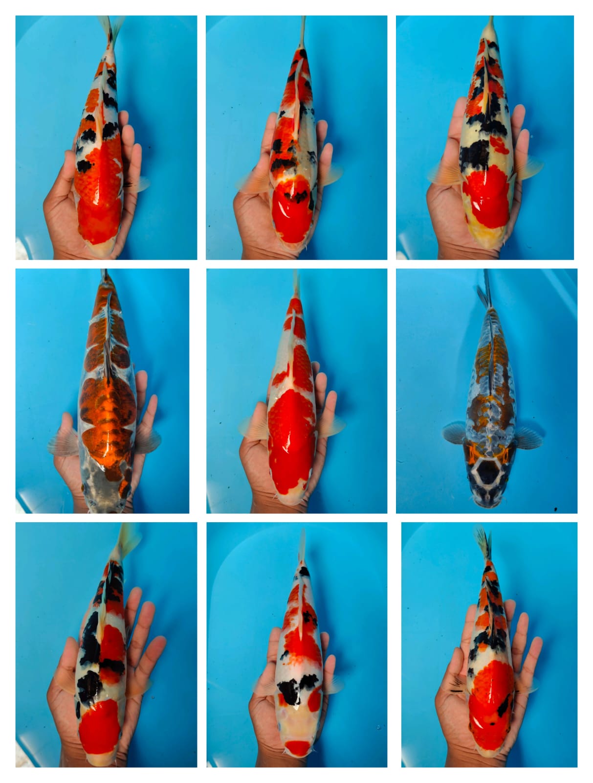 Lelang Koi Online, Jual Beli Ikan Koi, Pasar Koi Terbaik, Agen Lelang Koi, Penawaran Koi Berkualitas, Harga Jual Koi, Lelang Ikan Koi Import, Beli Koi Online, Jual Koi Murah, Koi Showroom, Penjual Koi Terpercaya, Lelang Koi Jakarta, Jual Koi Lokal, Koi Kualitas Unggul, Harga Terbaik Koi, Jual Koi Indukan, Lelang Ikan Hias Koi, Pasar Koi Indonesia, Beli Koi Berkualitas Tinggi, Koi Farm Terbesar, Jual Beli Koi Impor, Lelang Ikan Koi Kualitas Premium, Daftar Harga Koi Terbaru, Pusat Jual Beli Koi, Info Lelang Koi Hari Ini.