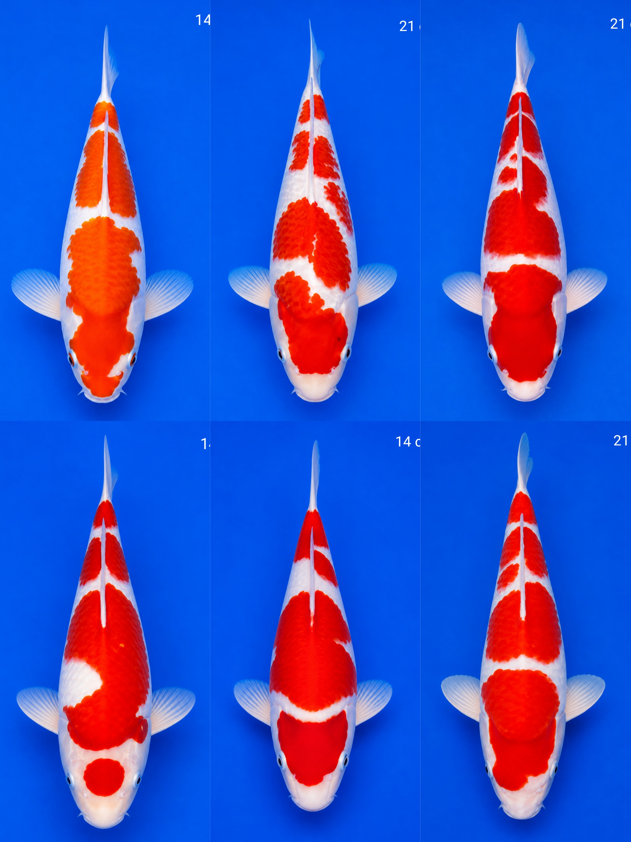 Lelang Koi Online, Jual Beli Ikan Koi, Pasar Koi Terbaik, Agen Lelang Koi, Penawaran Koi Berkualitas, Harga Jual Koi, Lelang Ikan Koi Import, Beli Koi Online, Jual Koi Murah, Koi Showroom, Penjual Koi Terpercaya, Lelang Koi Jakarta, Jual Koi Lokal, Koi Kualitas Unggul, Harga Terbaik Koi, Jual Koi Indukan, Lelang Ikan Hias Koi, Pasar Koi Indonesia, Beli Koi Berkualitas Tinggi, Koi Farm Terbesar, Jual Beli Koi Impor, Lelang Ikan Koi Kualitas Premium, Daftar Harga Koi Terbaru, Pusat Jual Beli Koi, Info Lelang Koi Hari Ini.