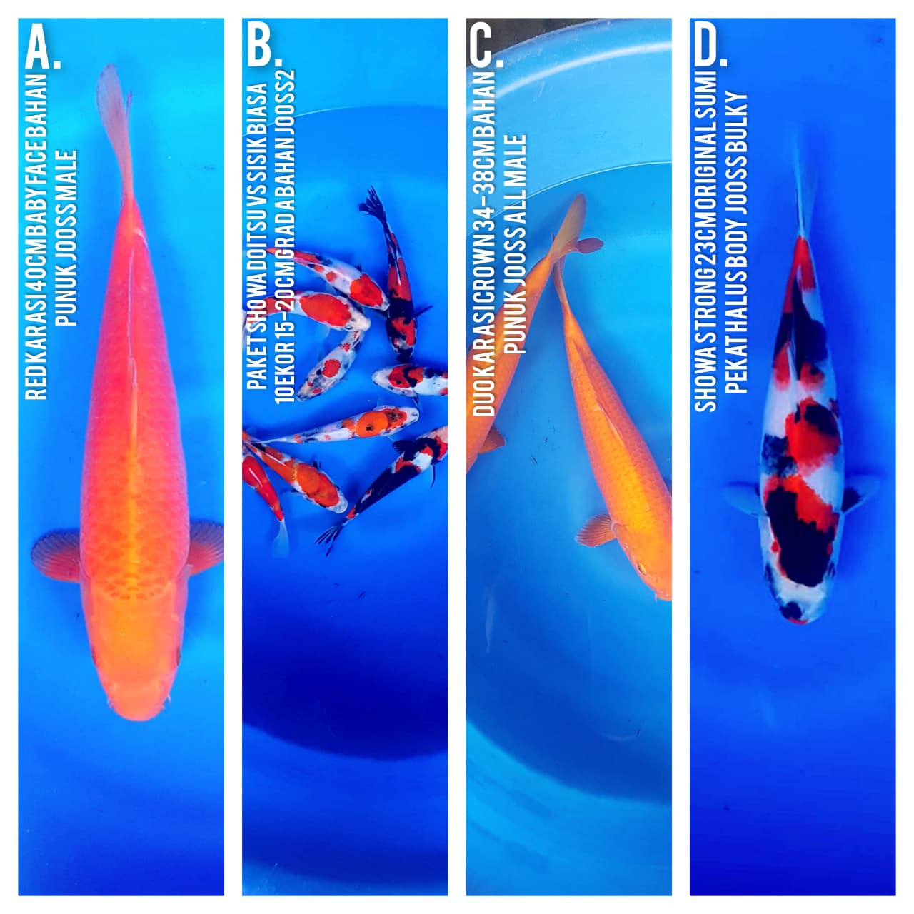Lelang Koi Online, Jual Beli Ikan Koi, Pasar Koi Terbaik, Agen Lelang Koi, Penawaran Koi Berkualitas, Harga Jual Koi, Lelang Ikan Koi Import, Beli Koi Online, Jual Koi Murah, Koi Showroom, Penjual Koi Terpercaya, Lelang Koi Jakarta, Jual Koi Lokal, Koi Kualitas Unggul, Harga Terbaik Koi, Jual Koi Indukan, Lelang Ikan Hias Koi, Pasar Koi Indonesia, Beli Koi Berkualitas Tinggi, Koi Farm Terbesar, Jual Beli Koi Impor, Lelang Ikan Koi Kualitas Premium, Daftar Harga Koi Terbaru, Pusat Jual Beli Koi, Info Lelang Koi Hari Ini.