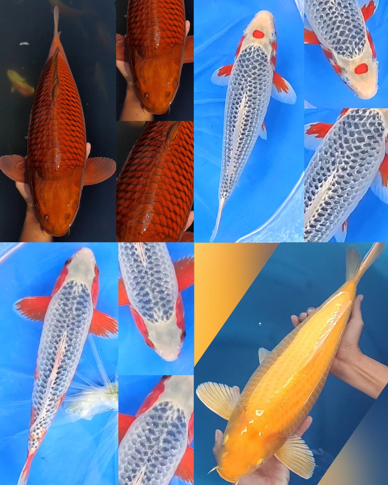 Lelang Koi Online, Jual Beli Ikan Koi, Pasar Koi Terbaik, Agen Lelang Koi, Penawaran Koi Berkualitas, Harga Jual Koi, Lelang Ikan Koi Import, Beli Koi Online, Jual Koi Murah, Koi Showroom, Penjual Koi Terpercaya, Lelang Koi Jakarta, Jual Koi Lokal, Koi Kualitas Unggul, Harga Terbaik Koi, Jual Koi Indukan, Lelang Ikan Hias Koi, Pasar Koi Indonesia, Beli Koi Berkualitas Tinggi, Koi Farm Terbesar, Jual Beli Koi Impor, Lelang Ikan Koi Kualitas Premium, Daftar Harga Koi Terbaru, Pusat Jual Beli Koi, Info Lelang Koi Hari Ini.
