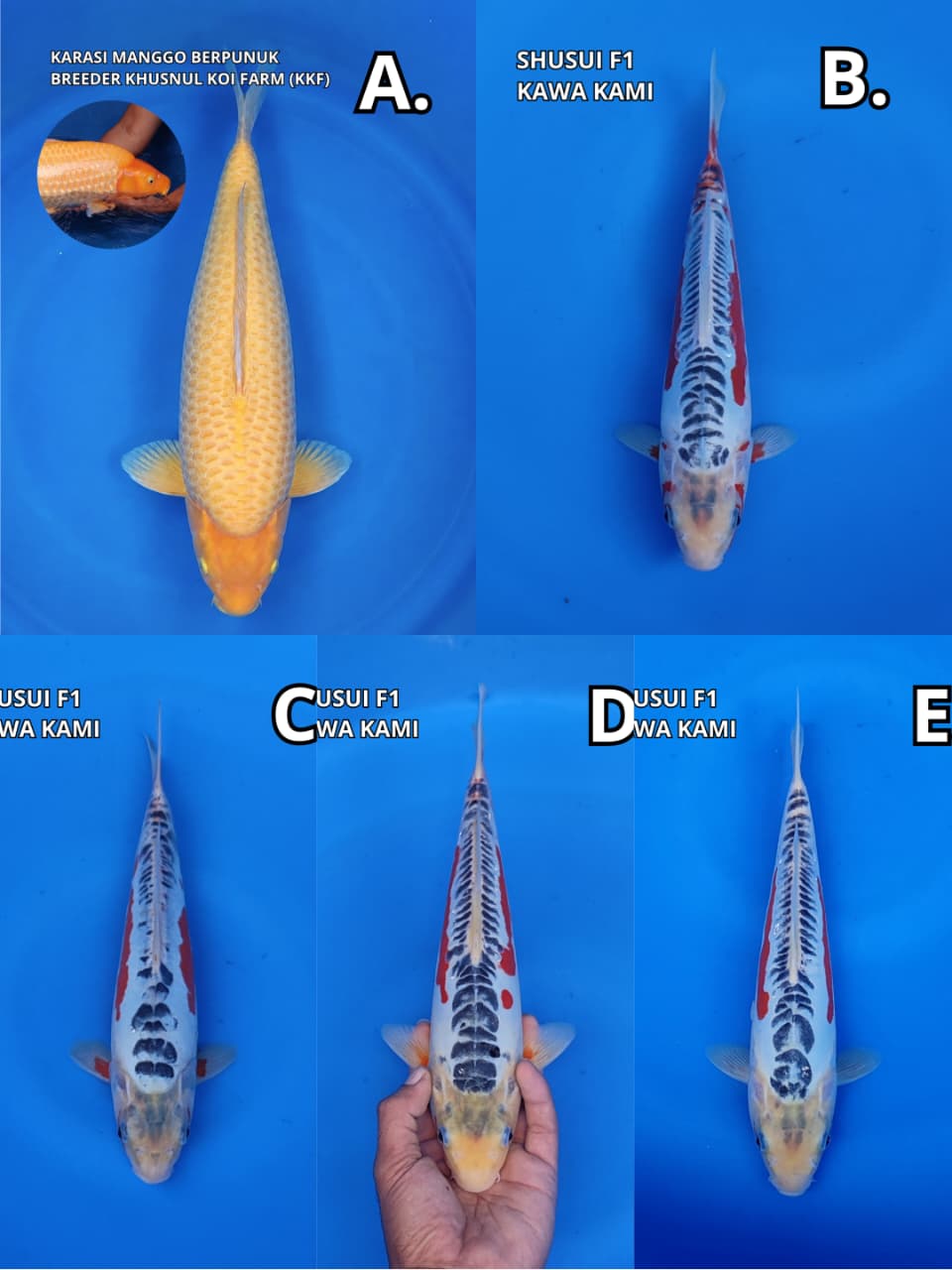 Lelang Koi Online, Jual Beli Ikan Koi, Pasar Koi Terbaik, Agen Lelang Koi, Penawaran Koi Berkualitas, Harga Jual Koi, Lelang Ikan Koi Import, Beli Koi Online, Jual Koi Murah, Koi Showroom, Penjual Koi Terpercaya, Lelang Koi Jakarta, Jual Koi Lokal, Koi Kualitas Unggul, Harga Terbaik Koi, Jual Koi Indukan, Lelang Ikan Hias Koi, Pasar Koi Indonesia, Beli Koi Berkualitas Tinggi, Koi Farm Terbesar, Jual Beli Koi Impor, Lelang Ikan Koi Kualitas Premium, Daftar Harga Koi Terbaru, Pusat Jual Beli Koi, Info Lelang Koi Hari Ini.