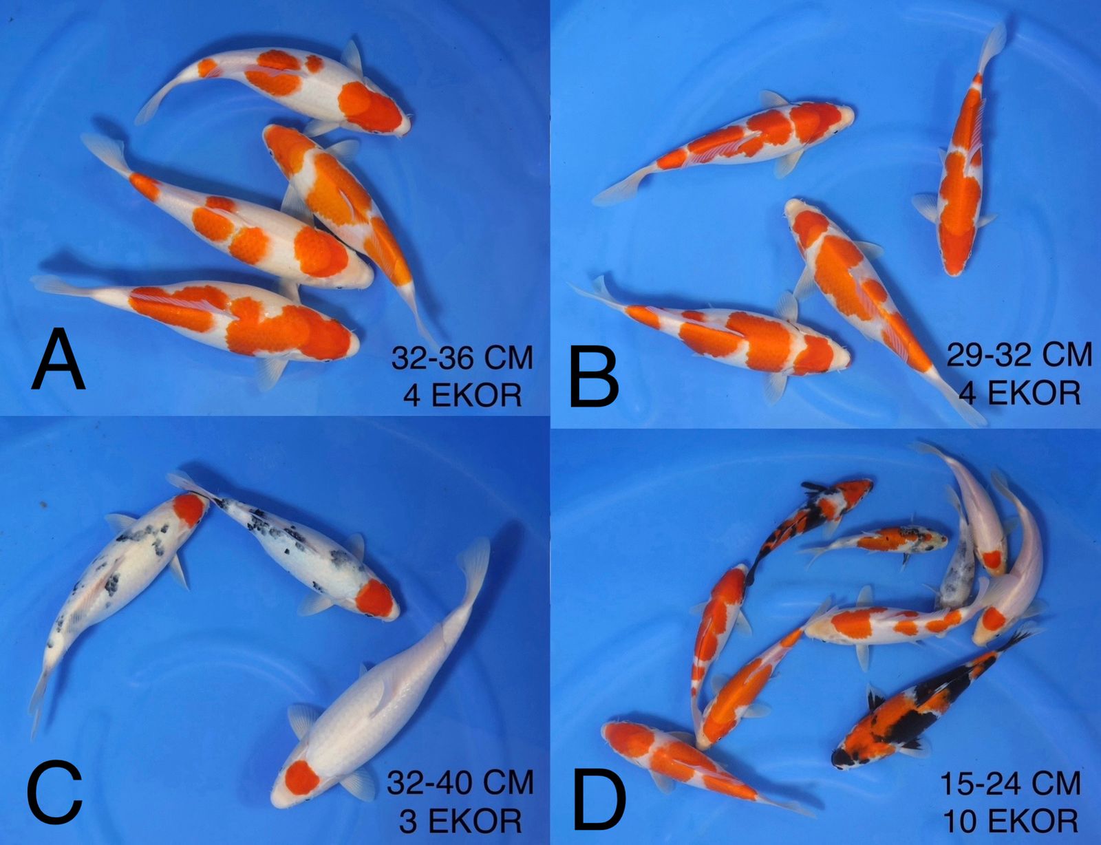 Lelang Koi Online, Jual Beli Ikan Koi, Pasar Koi Terbaik, Agen Lelang Koi, Penawaran Koi Berkualitas, Harga Jual Koi, Lelang Ikan Koi Import, Beli Koi Online, Jual Koi Murah, Koi Showroom, Penjual Koi Terpercaya, Lelang Koi Jakarta, Jual Koi Lokal, Koi Kualitas Unggul, Harga Terbaik Koi, Jual Koi Indukan, Lelang Ikan Hias Koi, Pasar Koi Indonesia, Beli Koi Berkualitas Tinggi, Koi Farm Terbesar, Jual Beli Koi Impor, Lelang Ikan Koi Kualitas Premium, Daftar Harga Koi Terbaru, Pusat Jual Beli Koi, Info Lelang Koi Hari Ini.