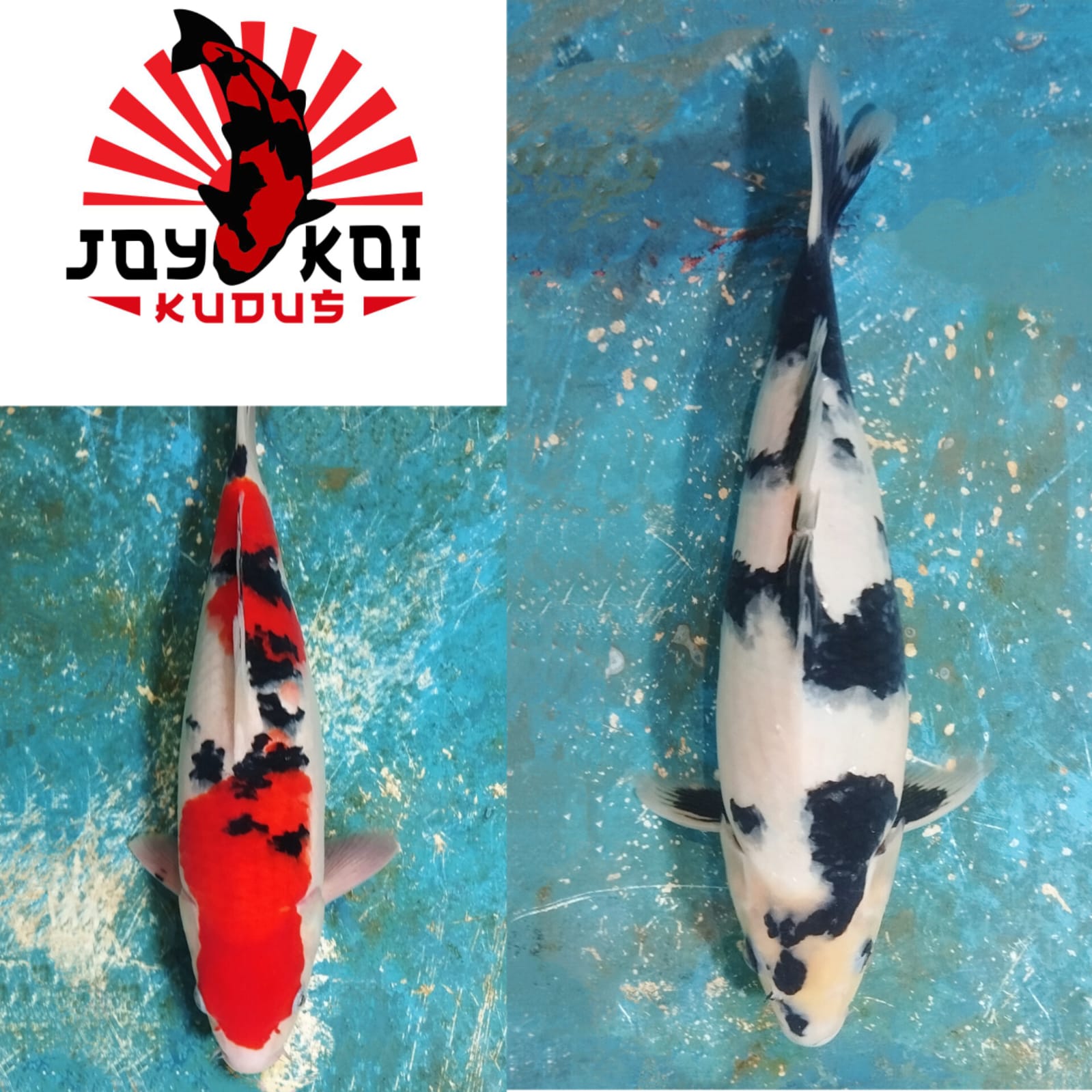 Lelang Koi Online, Jual Beli Ikan Koi, Pasar Koi Terbaik, Agen Lelang Koi, Penawaran Koi Berkualitas, Harga Jual Koi, Lelang Ikan Koi Import, Beli Koi Online, Jual Koi Murah, Koi Showroom, Penjual Koi Terpercaya, Lelang Koi Jakarta, Jual Koi Lokal, Koi Kualitas Unggul, Harga Terbaik Koi, Jual Koi Indukan, Lelang Ikan Hias Koi, Pasar Koi Indonesia, Beli Koi Berkualitas Tinggi, Koi Farm Terbesar, Jual Beli Koi Impor, Lelang Ikan Koi Kualitas Premium, Daftar Harga Koi Terbaru, Pusat Jual Beli Koi, Info Lelang Koi Hari Ini.