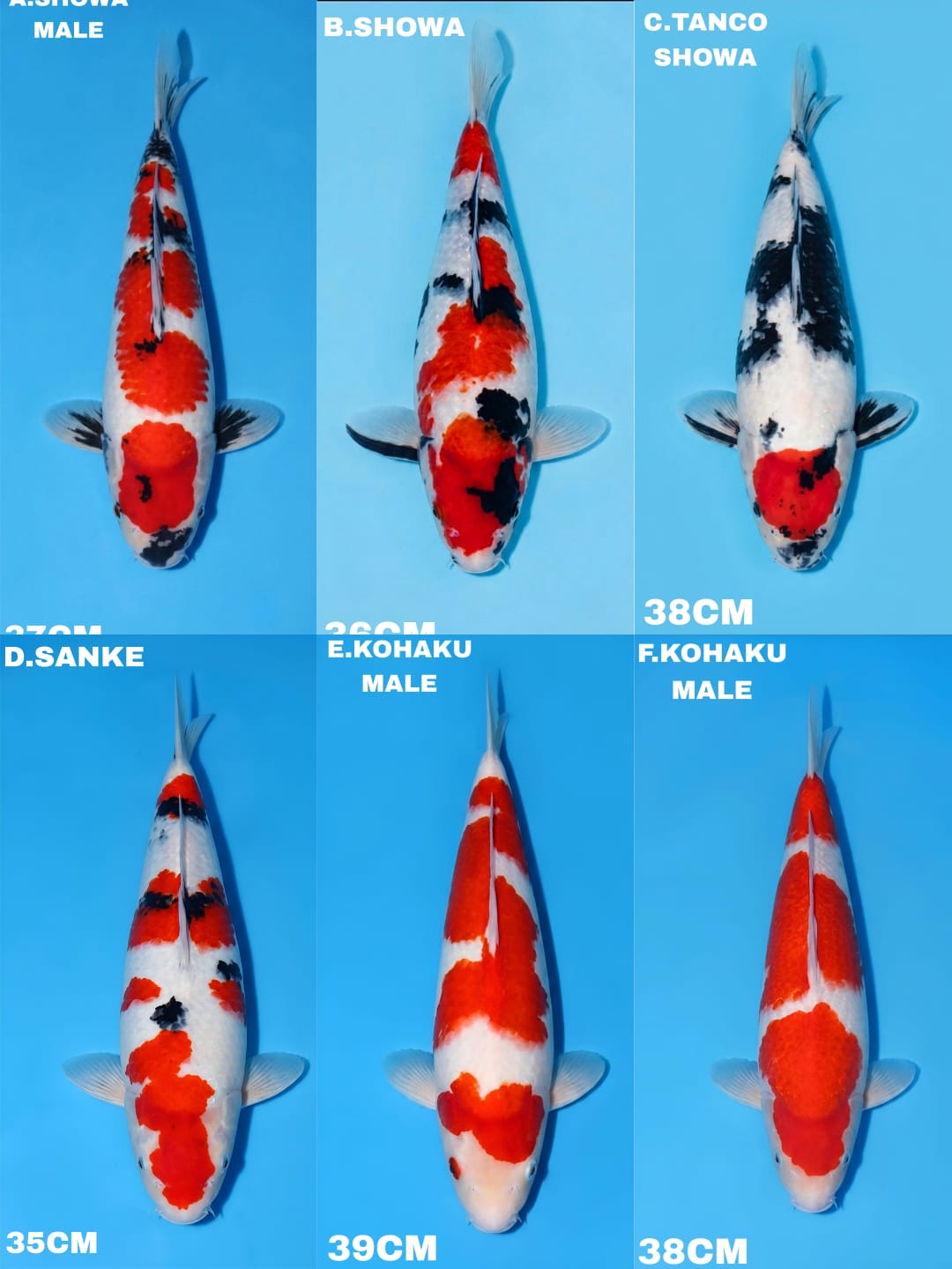 Lelang Koi Online, Jual Beli Ikan Koi, Pasar Koi Terbaik, Agen Lelang Koi, Penawaran Koi Berkualitas, Harga Jual Koi, Lelang Ikan Koi Import, Beli Koi Online, Jual Koi Murah, Koi Showroom, Penjual Koi Terpercaya, Lelang Koi Jakarta, Jual Koi Lokal, Koi Kualitas Unggul, Harga Terbaik Koi, Jual Koi Indukan, Lelang Ikan Hias Koi, Pasar Koi Indonesia, Beli Koi Berkualitas Tinggi, Koi Farm Terbesar, Jual Beli Koi Impor, Lelang Ikan Koi Kualitas Premium, Daftar Harga Koi Terbaru, Pusat Jual Beli Koi, Info Lelang Koi Hari Ini.