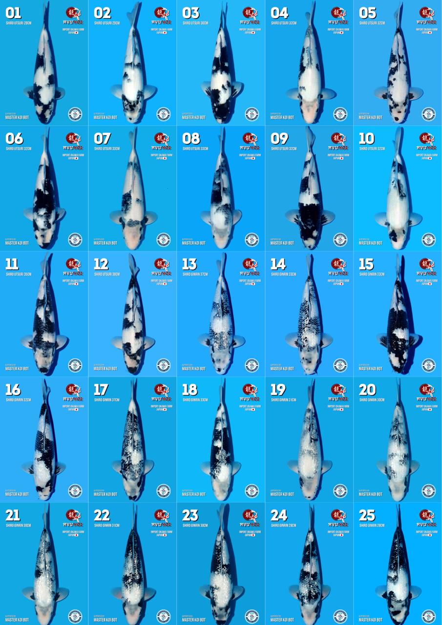 Lelang Koi Online, Jual Beli Ikan Koi, Pasar Koi Terbaik, Agen Lelang Koi, Penawaran Koi Berkualitas, Harga Jual Koi, Lelang Ikan Koi Import, Beli Koi Online, Jual Koi Murah, Koi Showroom, Penjual Koi Terpercaya, Lelang Koi Jakarta, Jual Koi Lokal, Koi Kualitas Unggul, Harga Terbaik Koi, Jual Koi Indukan, Lelang Ikan Hias Koi, Pasar Koi Indonesia, Beli Koi Berkualitas Tinggi, Koi Farm Terbesar, Jual Beli Koi Impor, Lelang Ikan Koi Kualitas Premium, Daftar Harga Koi Terbaru, Pusat Jual Beli Koi, Info Lelang Koi Hari Ini.