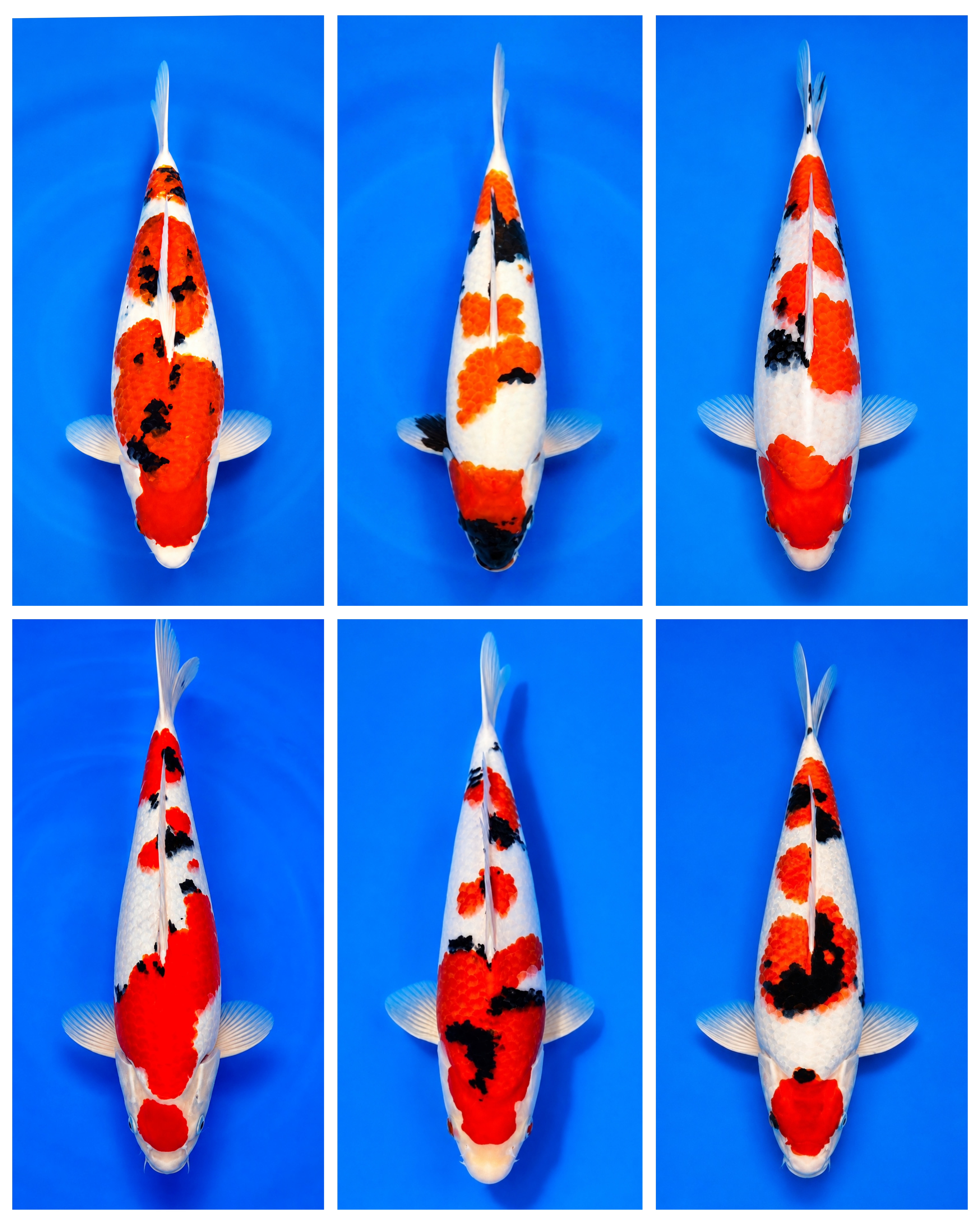 Lelang Koi Online, Jual Beli Ikan Koi, Pasar Koi Terbaik, Agen Lelang Koi, Penawaran Koi Berkualitas, Harga Jual Koi, Lelang Ikan Koi Import, Beli Koi Online, Jual Koi Murah, Koi Showroom, Penjual Koi Terpercaya, Lelang Koi Jakarta, Jual Koi Lokal, Koi Kualitas Unggul, Harga Terbaik Koi, Jual Koi Indukan, Lelang Ikan Hias Koi, Pasar Koi Indonesia, Beli Koi Berkualitas Tinggi, Koi Farm Terbesar, Jual Beli Koi Impor, Lelang Ikan Koi Kualitas Premium, Daftar Harga Koi Terbaru, Pusat Jual Beli Koi, Info Lelang Koi Hari Ini.