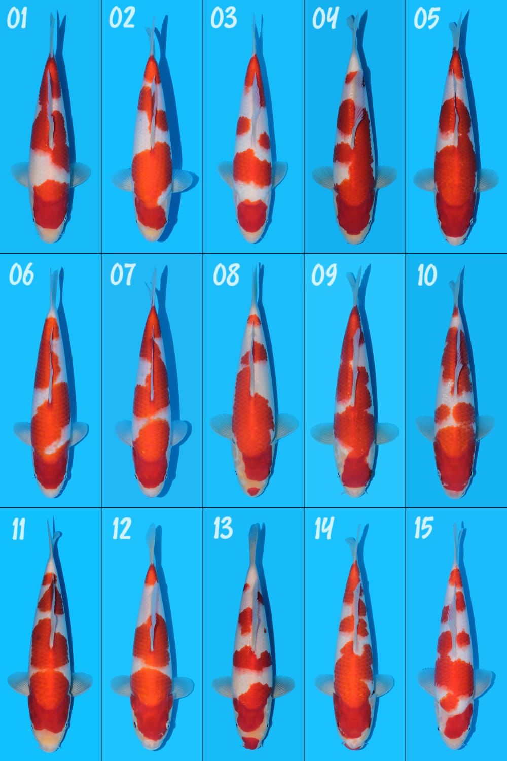 Lelang Koi Online, Jual Beli Ikan Koi, Pasar Koi Terbaik, Agen Lelang Koi, Penawaran Koi Berkualitas, Harga Jual Koi, Lelang Ikan Koi Import, Beli Koi Online, Jual Koi Murah, Koi Showroom, Penjual Koi Terpercaya, Lelang Koi Jakarta, Jual Koi Lokal, Koi Kualitas Unggul, Harga Terbaik Koi, Jual Koi Indukan, Lelang Ikan Hias Koi, Pasar Koi Indonesia, Beli Koi Berkualitas Tinggi, Koi Farm Terbesar, Jual Beli Koi Impor, Lelang Ikan Koi Kualitas Premium, Daftar Harga Koi Terbaru, Pusat Jual Beli Koi, Info Lelang Koi Hari Ini.