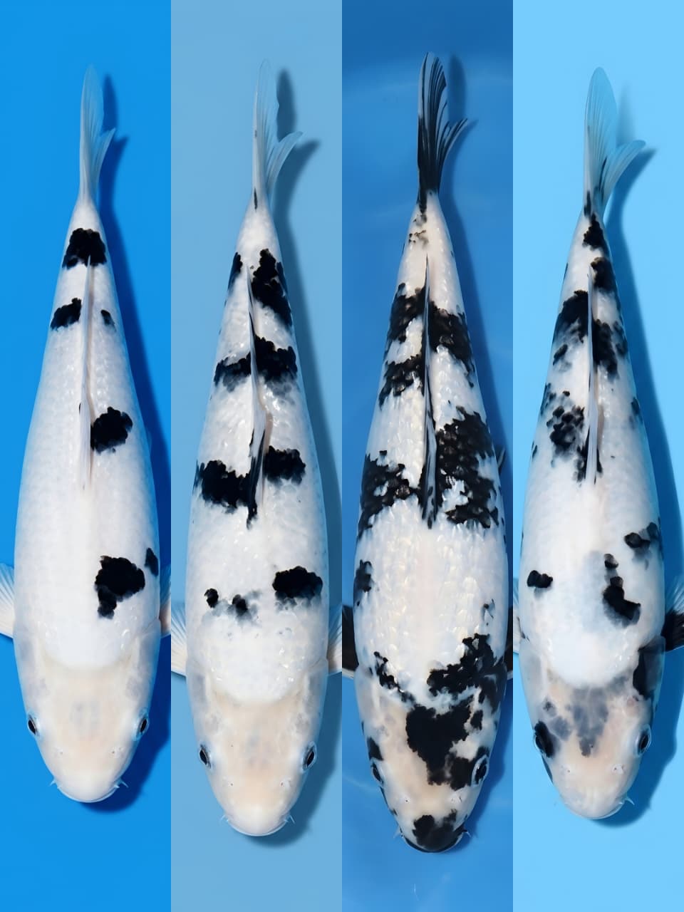 Lelang Koi Online, Jual Beli Ikan Koi, Pasar Koi Terbaik, Agen Lelang Koi, Penawaran Koi Berkualitas, Harga Jual Koi, Lelang Ikan Koi Import, Beli Koi Online, Jual Koi Murah, Koi Showroom, Penjual Koi Terpercaya, Lelang Koi Jakarta, Jual Koi Lokal, Koi Kualitas Unggul, Harga Terbaik Koi, Jual Koi Indukan, Lelang Ikan Hias Koi, Pasar Koi Indonesia, Beli Koi Berkualitas Tinggi, Koi Farm Terbesar, Jual Beli Koi Impor, Lelang Ikan Koi Kualitas Premium, Daftar Harga Koi Terbaru, Pusat Jual Beli Koi, Info Lelang Koi Hari Ini.
