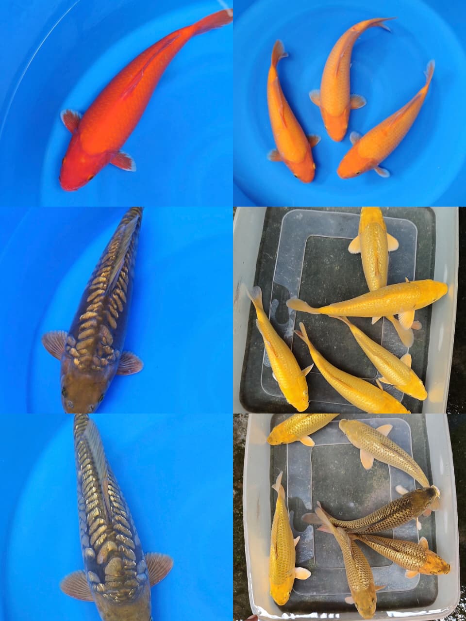 Lelang Koi Online, Jual Beli Ikan Koi, Pasar Koi Terbaik, Agen Lelang Koi, Penawaran Koi Berkualitas, Harga Jual Koi, Lelang Ikan Koi Import, Beli Koi Online, Jual Koi Murah, Koi Showroom, Penjual Koi Terpercaya, Lelang Koi Jakarta, Jual Koi Lokal, Koi Kualitas Unggul, Harga Terbaik Koi, Jual Koi Indukan, Lelang Ikan Hias Koi, Pasar Koi Indonesia, Beli Koi Berkualitas Tinggi, Koi Farm Terbesar, Jual Beli Koi Impor, Lelang Ikan Koi Kualitas Premium, Daftar Harga Koi Terbaru, Pusat Jual Beli Koi, Info Lelang Koi Hari Ini.