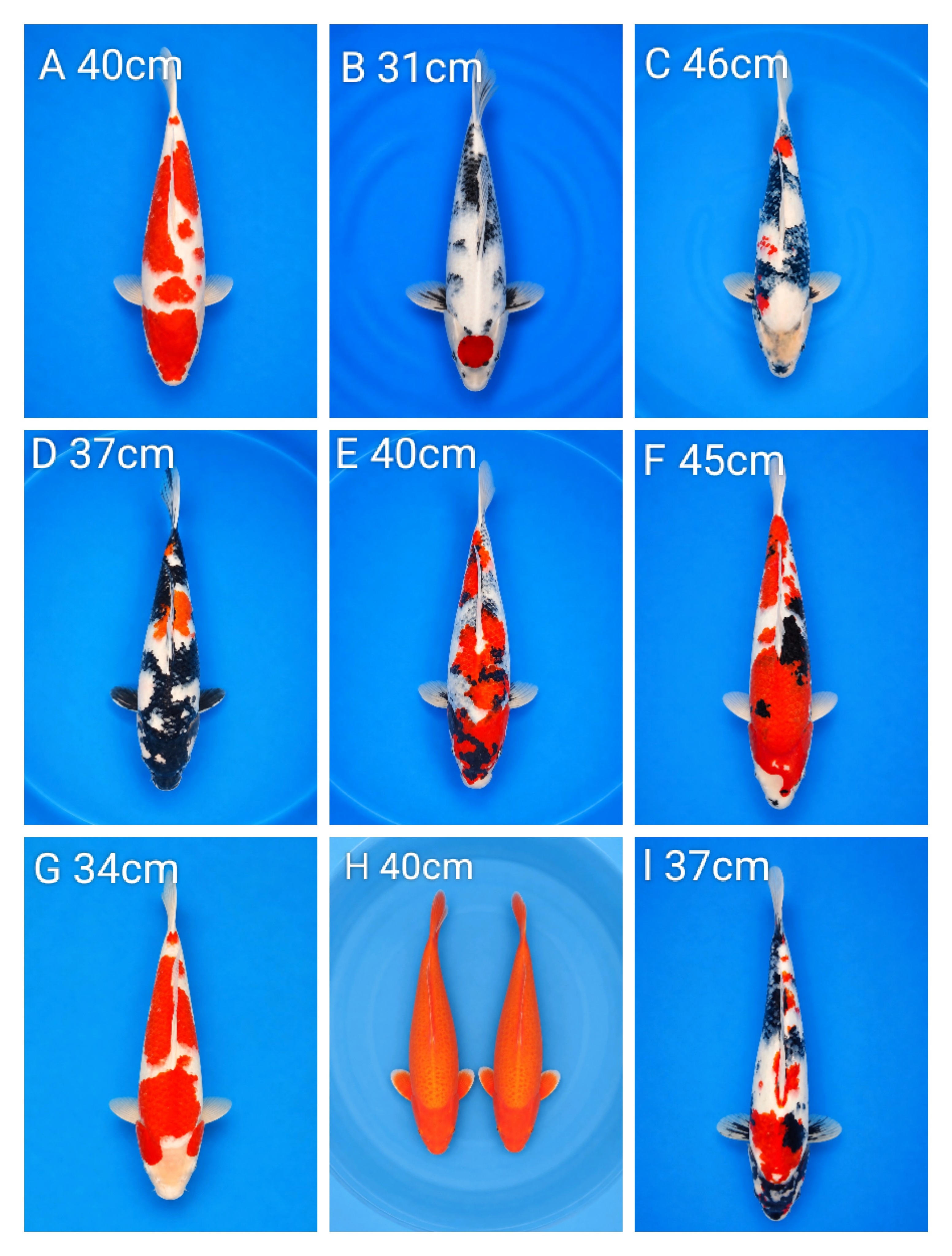 Lelang Koi Online, Jual Beli Ikan Koi, Pasar Koi Terbaik, Agen Lelang Koi, Penawaran Koi Berkualitas, Harga Jual Koi, Lelang Ikan Koi Import, Beli Koi Online, Jual Koi Murah, Koi Showroom, Penjual Koi Terpercaya, Lelang Koi Jakarta, Jual Koi Lokal, Koi Kualitas Unggul, Harga Terbaik Koi, Jual Koi Indukan, Lelang Ikan Hias Koi, Pasar Koi Indonesia, Beli Koi Berkualitas Tinggi, Koi Farm Terbesar, Jual Beli Koi Impor, Lelang Ikan Koi Kualitas Premium, Daftar Harga Koi Terbaru, Pusat Jual Beli Koi, Info Lelang Koi Hari Ini.
