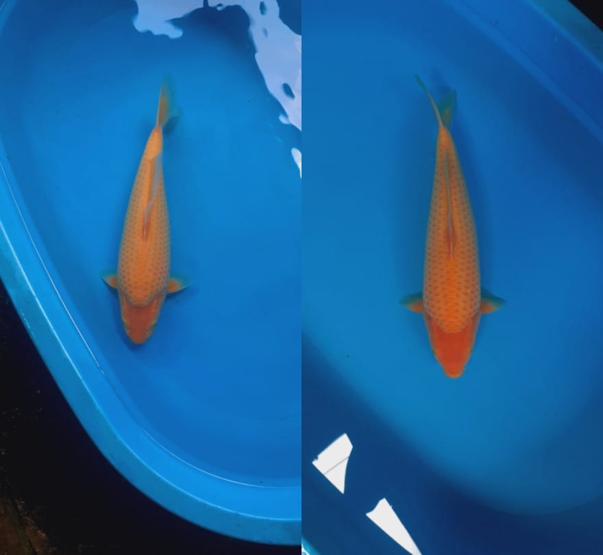 Lelang Koi Online, Jual Beli Ikan Koi, Pasar Koi Terbaik, Agen Lelang Koi, Penawaran Koi Berkualitas, Harga Jual Koi, Lelang Ikan Koi Import, Beli Koi Online, Jual Koi Murah, Koi Showroom, Penjual Koi Terpercaya, Lelang Koi Jakarta, Jual Koi Lokal, Koi Kualitas Unggul, Harga Terbaik Koi, Jual Koi Indukan, Lelang Ikan Hias Koi, Pasar Koi Indonesia, Beli Koi Berkualitas Tinggi, Koi Farm Terbesar, Jual Beli Koi Impor, Lelang Ikan Koi Kualitas Premium, Daftar Harga Koi Terbaru, Pusat Jual Beli Koi, Info Lelang Koi Hari Ini.