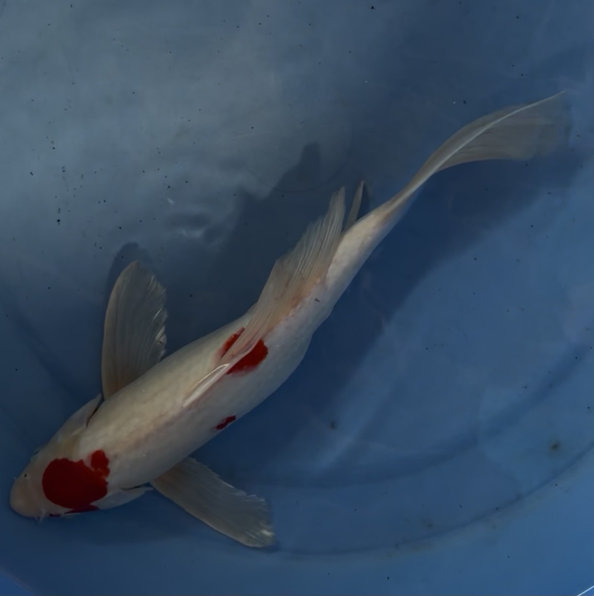 Lelang Koi Online, Jual Beli Ikan Koi, Pasar Koi Terbaik, Agen Lelang Koi, Penawaran Koi Berkualitas, Harga Jual Koi, Lelang Ikan Koi Import, Beli Koi Online, Jual Koi Murah, Koi Showroom, Penjual Koi Terpercaya, Lelang Koi Jakarta, Jual Koi Lokal, Koi Kualitas Unggul, Harga Terbaik Koi, Jual Koi Indukan, Lelang Ikan Hias Koi, Pasar Koi Indonesia, Beli Koi Berkualitas Tinggi, Koi Farm Terbesar, Jual Beli Koi Impor, Lelang Ikan Koi Kualitas Premium, Daftar Harga Koi Terbaru, Pusat Jual Beli Koi, Info Lelang Koi Hari Ini.