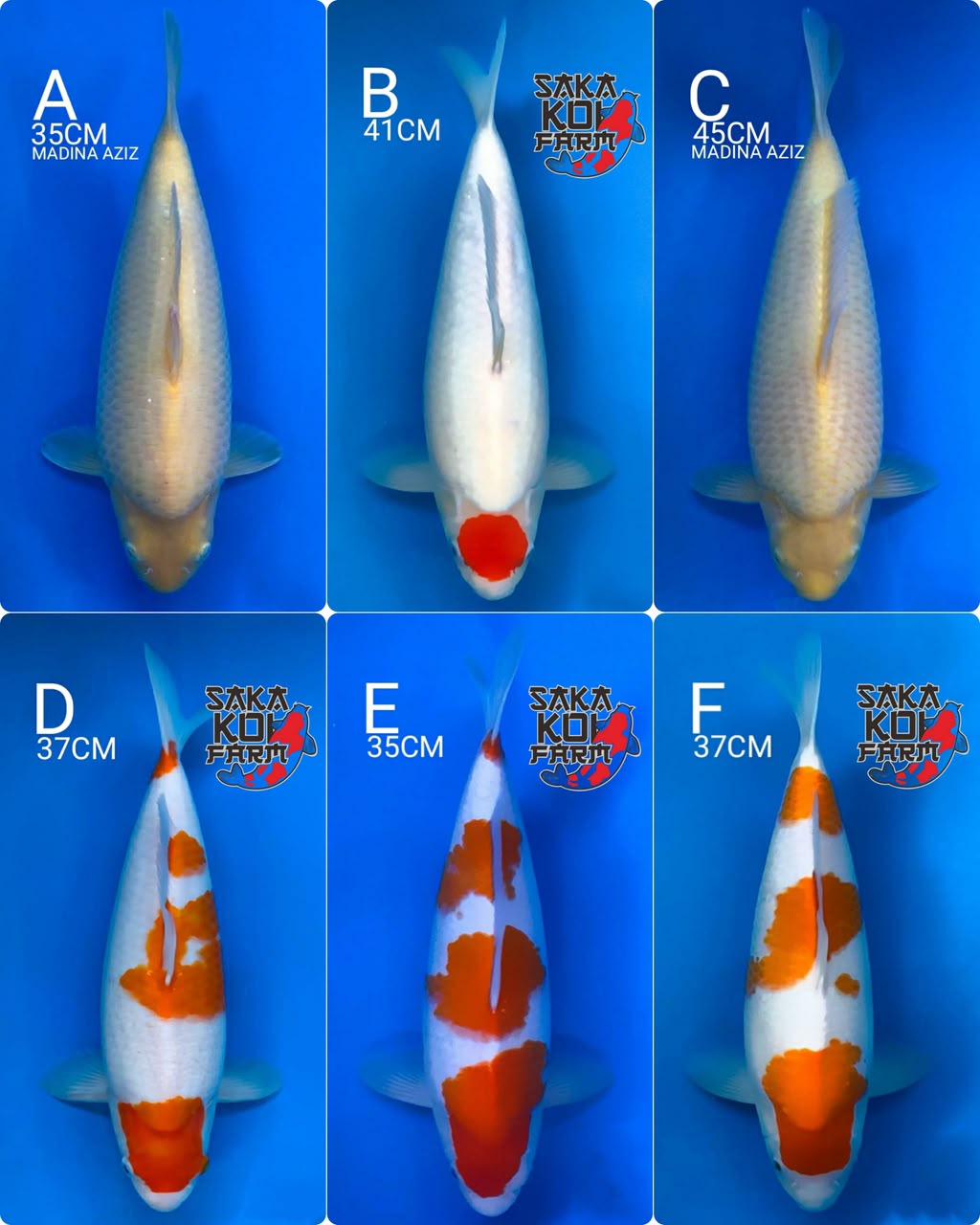 Lelang Koi Online, Jual Beli Ikan Koi, Pasar Koi Terbaik, Agen Lelang Koi, Penawaran Koi Berkualitas, Harga Jual Koi, Lelang Ikan Koi Import, Beli Koi Online, Jual Koi Murah, Koi Showroom, Penjual Koi Terpercaya, Lelang Koi Jakarta, Jual Koi Lokal, Koi Kualitas Unggul, Harga Terbaik Koi, Jual Koi Indukan, Lelang Ikan Hias Koi, Pasar Koi Indonesia, Beli Koi Berkualitas Tinggi, Koi Farm Terbesar, Jual Beli Koi Impor, Lelang Ikan Koi Kualitas Premium, Daftar Harga Koi Terbaru, Pusat Jual Beli Koi, Info Lelang Koi Hari Ini.