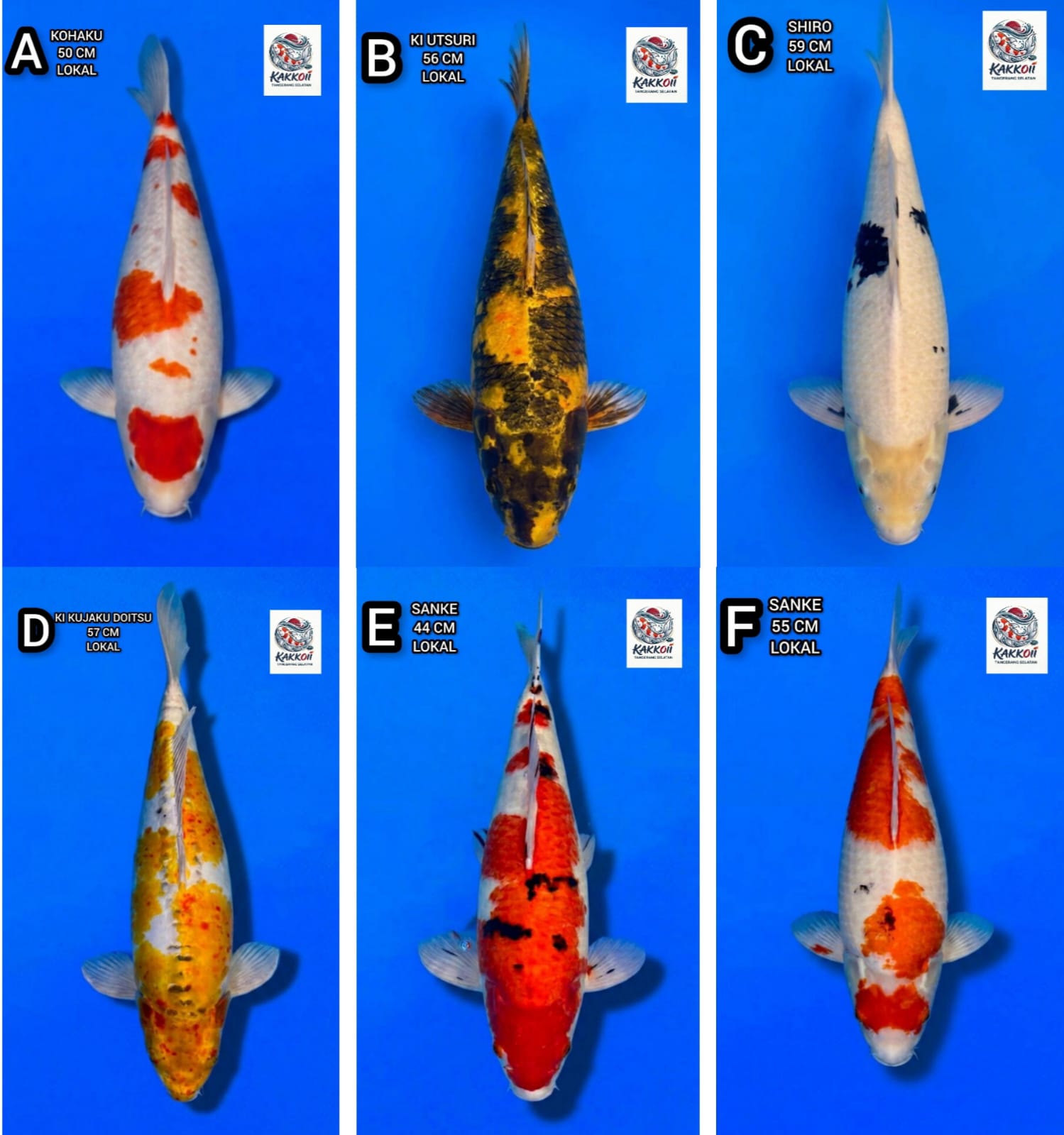 Lelang Koi Online, Jual Beli Ikan Koi, Pasar Koi Terbaik, Agen Lelang Koi, Penawaran Koi Berkualitas, Harga Jual Koi, Lelang Ikan Koi Import, Beli Koi Online, Jual Koi Murah, Koi Showroom, Penjual Koi Terpercaya, Lelang Koi Jakarta, Jual Koi Lokal, Koi Kualitas Unggul, Harga Terbaik Koi, Jual Koi Indukan, Lelang Ikan Hias Koi, Pasar Koi Indonesia, Beli Koi Berkualitas Tinggi, Koi Farm Terbesar, Jual Beli Koi Impor, Lelang Ikan Koi Kualitas Premium, Daftar Harga Koi Terbaru, Pusat Jual Beli Koi, Info Lelang Koi Hari Ini.