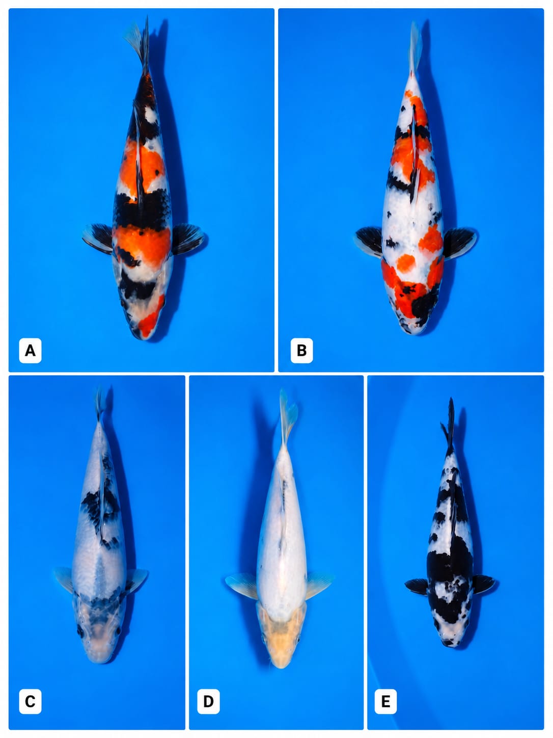 Lelang Koi Online, Jual Beli Ikan Koi, Pasar Koi Terbaik, Agen Lelang Koi, Penawaran Koi Berkualitas, Harga Jual Koi, Lelang Ikan Koi Import, Beli Koi Online, Jual Koi Murah, Koi Showroom, Penjual Koi Terpercaya, Lelang Koi Jakarta, Jual Koi Lokal, Koi Kualitas Unggul, Harga Terbaik Koi, Jual Koi Indukan, Lelang Ikan Hias Koi, Pasar Koi Indonesia, Beli Koi Berkualitas Tinggi, Koi Farm Terbesar, Jual Beli Koi Impor, Lelang Ikan Koi Kualitas Premium, Daftar Harga Koi Terbaru, Pusat Jual Beli Koi, Info Lelang Koi Hari Ini.