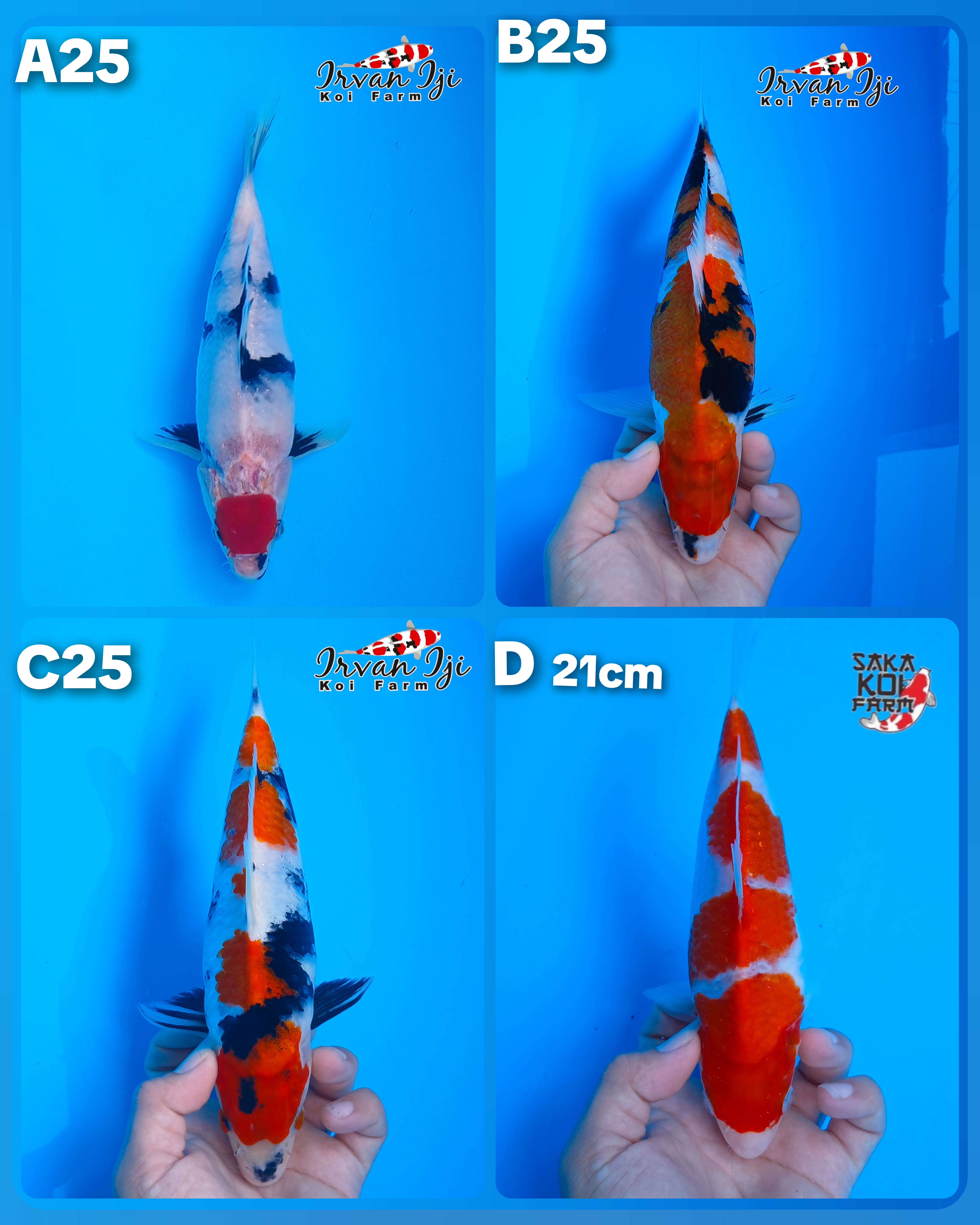 Lelang Koi Online, Jual Beli Ikan Koi, Pasar Koi Terbaik, Agen Lelang Koi, Penawaran Koi Berkualitas, Harga Jual Koi, Lelang Ikan Koi Import, Beli Koi Online, Jual Koi Murah, Koi Showroom, Penjual Koi Terpercaya, Lelang Koi Jakarta, Jual Koi Lokal, Koi Kualitas Unggul, Harga Terbaik Koi, Jual Koi Indukan, Lelang Ikan Hias Koi, Pasar Koi Indonesia, Beli Koi Berkualitas Tinggi, Koi Farm Terbesar, Jual Beli Koi Impor, Lelang Ikan Koi Kualitas Premium, Daftar Harga Koi Terbaru, Pusat Jual Beli Koi, Info Lelang Koi Hari Ini.