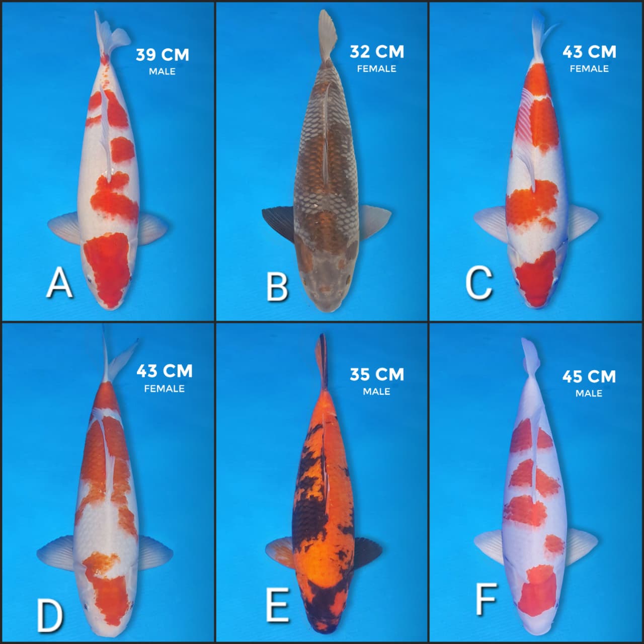 Lelang Koi Online, Jual Beli Ikan Koi, Pasar Koi Terbaik, Agen Lelang Koi, Penawaran Koi Berkualitas, Harga Jual Koi, Lelang Ikan Koi Import, Beli Koi Online, Jual Koi Murah, Koi Showroom, Penjual Koi Terpercaya, Lelang Koi Jakarta, Jual Koi Lokal, Koi Kualitas Unggul, Harga Terbaik Koi, Jual Koi Indukan, Lelang Ikan Hias Koi, Pasar Koi Indonesia, Beli Koi Berkualitas Tinggi, Koi Farm Terbesar, Jual Beli Koi Impor, Lelang Ikan Koi Kualitas Premium, Daftar Harga Koi Terbaru, Pusat Jual Beli Koi, Info Lelang Koi Hari Ini.