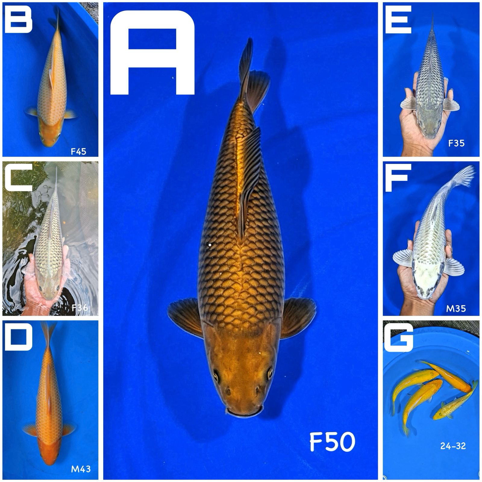 Lelang Koi Online, Jual Beli Ikan Koi, Pasar Koi Terbaik, Agen Lelang Koi, Penawaran Koi Berkualitas, Harga Jual Koi, Lelang Ikan Koi Import, Beli Koi Online, Jual Koi Murah, Koi Showroom, Penjual Koi Terpercaya, Lelang Koi Jakarta, Jual Koi Lokal, Koi Kualitas Unggul, Harga Terbaik Koi, Jual Koi Indukan, Lelang Ikan Hias Koi, Pasar Koi Indonesia, Beli Koi Berkualitas Tinggi, Koi Farm Terbesar, Jual Beli Koi Impor, Lelang Ikan Koi Kualitas Premium, Daftar Harga Koi Terbaru, Pusat Jual Beli Koi, Info Lelang Koi Hari Ini.