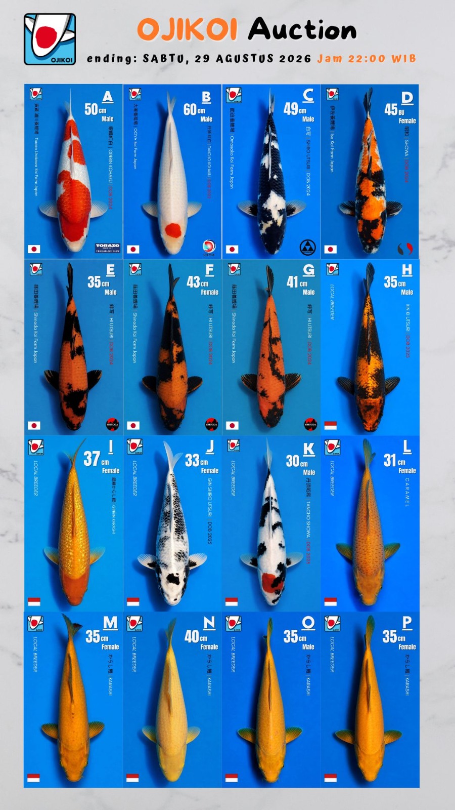 Lelang Koi Online, Jual Beli Ikan Koi, Pasar Koi Terbaik, Agen Lelang Koi, Penawaran Koi Berkualitas, Harga Jual Koi, Lelang Ikan Koi Import, Beli Koi Online, Jual Koi Murah, Koi Showroom, Penjual Koi Terpercaya, Lelang Koi Jakarta, Jual Koi Lokal, Koi Kualitas Unggul, Harga Terbaik Koi, Jual Koi Indukan, Lelang Ikan Hias Koi, Pasar Koi Indonesia, Beli Koi Berkualitas Tinggi, Koi Farm Terbesar, Jual Beli Koi Impor, Lelang Ikan Koi Kualitas Premium, Daftar Harga Koi Terbaru, Pusat Jual Beli Koi, Info Lelang Koi Hari Ini.