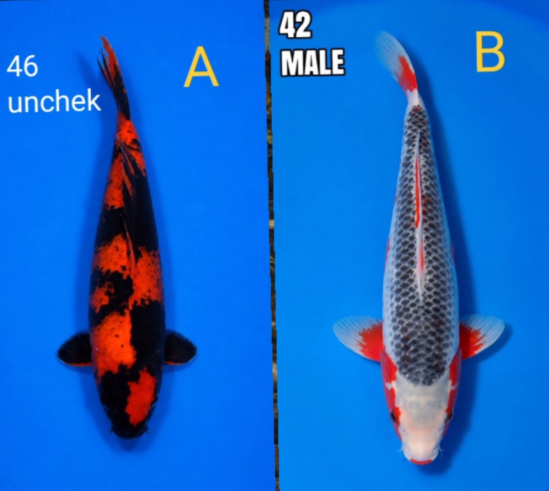 Lelang Koi Online, Jual Beli Ikan Koi, Pasar Koi Terbaik, Agen Lelang Koi, Penawaran Koi Berkualitas, Harga Jual Koi, Lelang Ikan Koi Import, Beli Koi Online, Jual Koi Murah, Koi Showroom, Penjual Koi Terpercaya, Lelang Koi Jakarta, Jual Koi Lokal, Koi Kualitas Unggul, Harga Terbaik Koi, Jual Koi Indukan, Lelang Ikan Hias Koi, Pasar Koi Indonesia, Beli Koi Berkualitas Tinggi, Koi Farm Terbesar, Jual Beli Koi Impor, Lelang Ikan Koi Kualitas Premium, Daftar Harga Koi Terbaru, Pusat Jual Beli Koi, Info Lelang Koi Hari Ini.