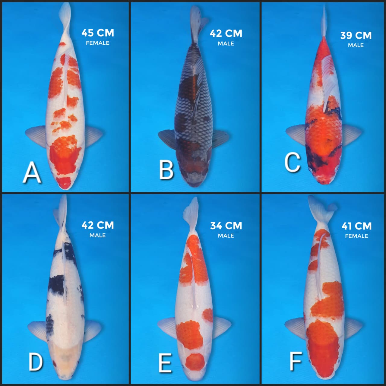 Lelang Koi Online, Jual Beli Ikan Koi, Pasar Koi Terbaik, Agen Lelang Koi, Penawaran Koi Berkualitas, Harga Jual Koi, Lelang Ikan Koi Import, Beli Koi Online, Jual Koi Murah, Koi Showroom, Penjual Koi Terpercaya, Lelang Koi Jakarta, Jual Koi Lokal, Koi Kualitas Unggul, Harga Terbaik Koi, Jual Koi Indukan, Lelang Ikan Hias Koi, Pasar Koi Indonesia, Beli Koi Berkualitas Tinggi, Koi Farm Terbesar, Jual Beli Koi Impor, Lelang Ikan Koi Kualitas Premium, Daftar Harga Koi Terbaru, Pusat Jual Beli Koi, Info Lelang Koi Hari Ini.