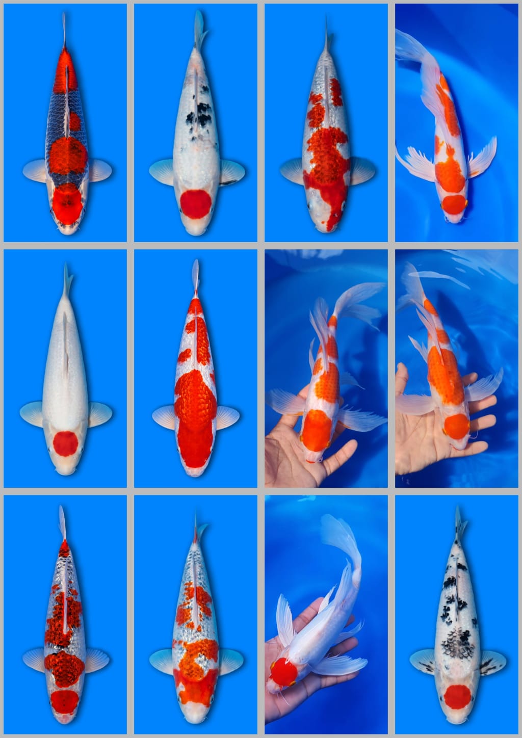 Lelang Koi Online, Jual Beli Ikan Koi, Pasar Koi Terbaik, Agen Lelang Koi, Penawaran Koi Berkualitas, Harga Jual Koi, Lelang Ikan Koi Import, Beli Koi Online, Jual Koi Murah, Koi Showroom, Penjual Koi Terpercaya, Lelang Koi Jakarta, Jual Koi Lokal, Koi Kualitas Unggul, Harga Terbaik Koi, Jual Koi Indukan, Lelang Ikan Hias Koi, Pasar Koi Indonesia, Beli Koi Berkualitas Tinggi, Koi Farm Terbesar, Jual Beli Koi Impor, Lelang Ikan Koi Kualitas Premium, Daftar Harga Koi Terbaru, Pusat Jual Beli Koi, Info Lelang Koi Hari Ini.