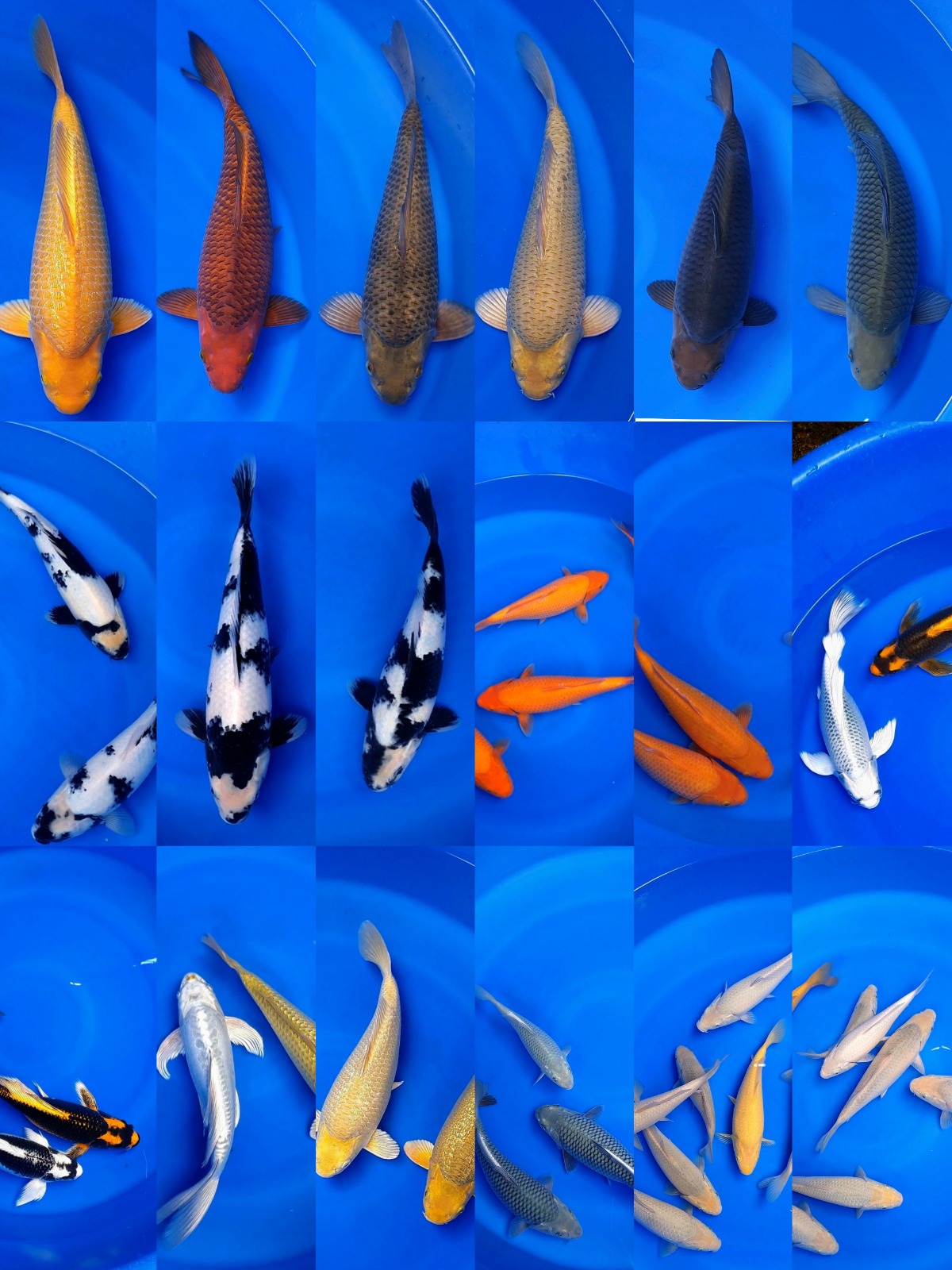 Lelang Koi Online, Jual Beli Ikan Koi, Pasar Koi Terbaik, Agen Lelang Koi, Penawaran Koi Berkualitas, Harga Jual Koi, Lelang Ikan Koi Import, Beli Koi Online, Jual Koi Murah, Koi Showroom, Penjual Koi Terpercaya, Lelang Koi Jakarta, Jual Koi Lokal, Koi Kualitas Unggul, Harga Terbaik Koi, Jual Koi Indukan, Lelang Ikan Hias Koi, Pasar Koi Indonesia, Beli Koi Berkualitas Tinggi, Koi Farm Terbesar, Jual Beli Koi Impor, Lelang Ikan Koi Kualitas Premium, Daftar Harga Koi Terbaru, Pusat Jual Beli Koi, Info Lelang Koi Hari Ini.