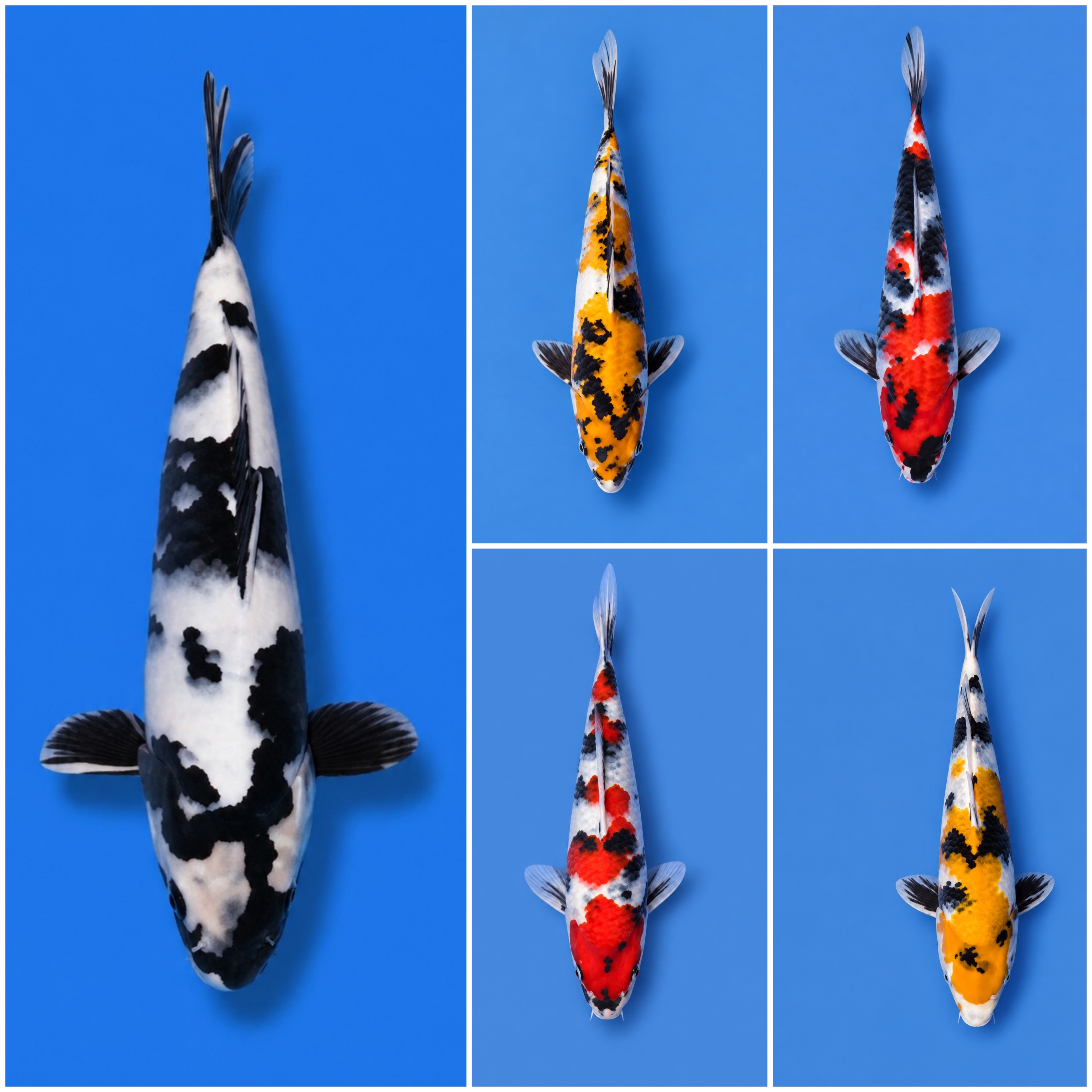 Lelang Koi Online, Jual Beli Ikan Koi, Pasar Koi Terbaik, Agen Lelang Koi, Penawaran Koi Berkualitas, Harga Jual Koi, Lelang Ikan Koi Import, Beli Koi Online, Jual Koi Murah, Koi Showroom, Penjual Koi Terpercaya, Lelang Koi Jakarta, Jual Koi Lokal, Koi Kualitas Unggul, Harga Terbaik Koi, Jual Koi Indukan, Lelang Ikan Hias Koi, Pasar Koi Indonesia, Beli Koi Berkualitas Tinggi, Koi Farm Terbesar, Jual Beli Koi Impor, Lelang Ikan Koi Kualitas Premium, Daftar Harga Koi Terbaru, Pusat Jual Beli Koi, Info Lelang Koi Hari Ini.
