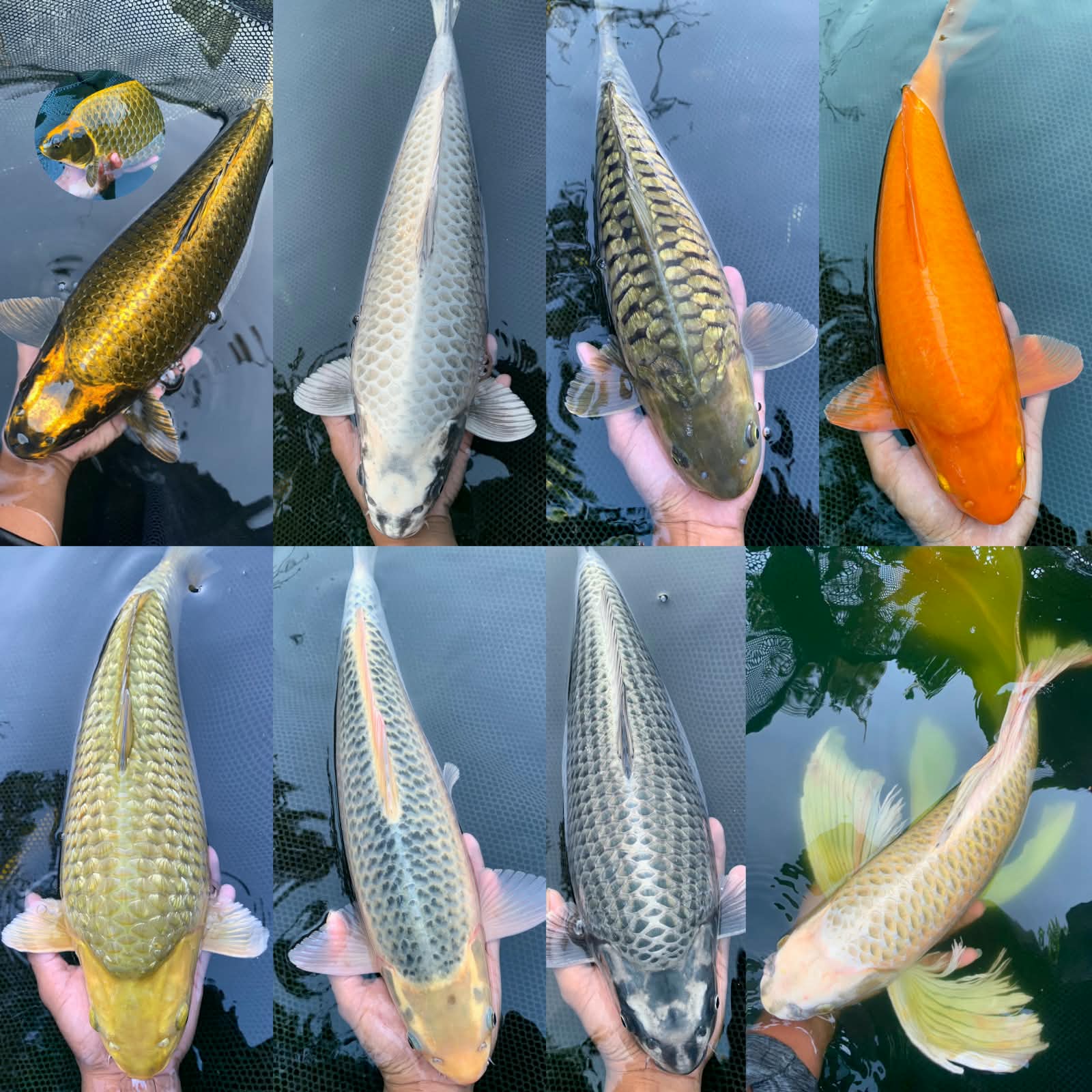Lelang Koi Online, Jual Beli Ikan Koi, Pasar Koi Terbaik, Agen Lelang Koi, Penawaran Koi Berkualitas, Harga Jual Koi, Lelang Ikan Koi Import, Beli Koi Online, Jual Koi Murah, Koi Showroom, Penjual Koi Terpercaya, Lelang Koi Jakarta, Jual Koi Lokal, Koi Kualitas Unggul, Harga Terbaik Koi, Jual Koi Indukan, Lelang Ikan Hias Koi, Pasar Koi Indonesia, Beli Koi Berkualitas Tinggi, Koi Farm Terbesar, Jual Beli Koi Impor, Lelang Ikan Koi Kualitas Premium, Daftar Harga Koi Terbaru, Pusat Jual Beli Koi, Info Lelang Koi Hari Ini.
