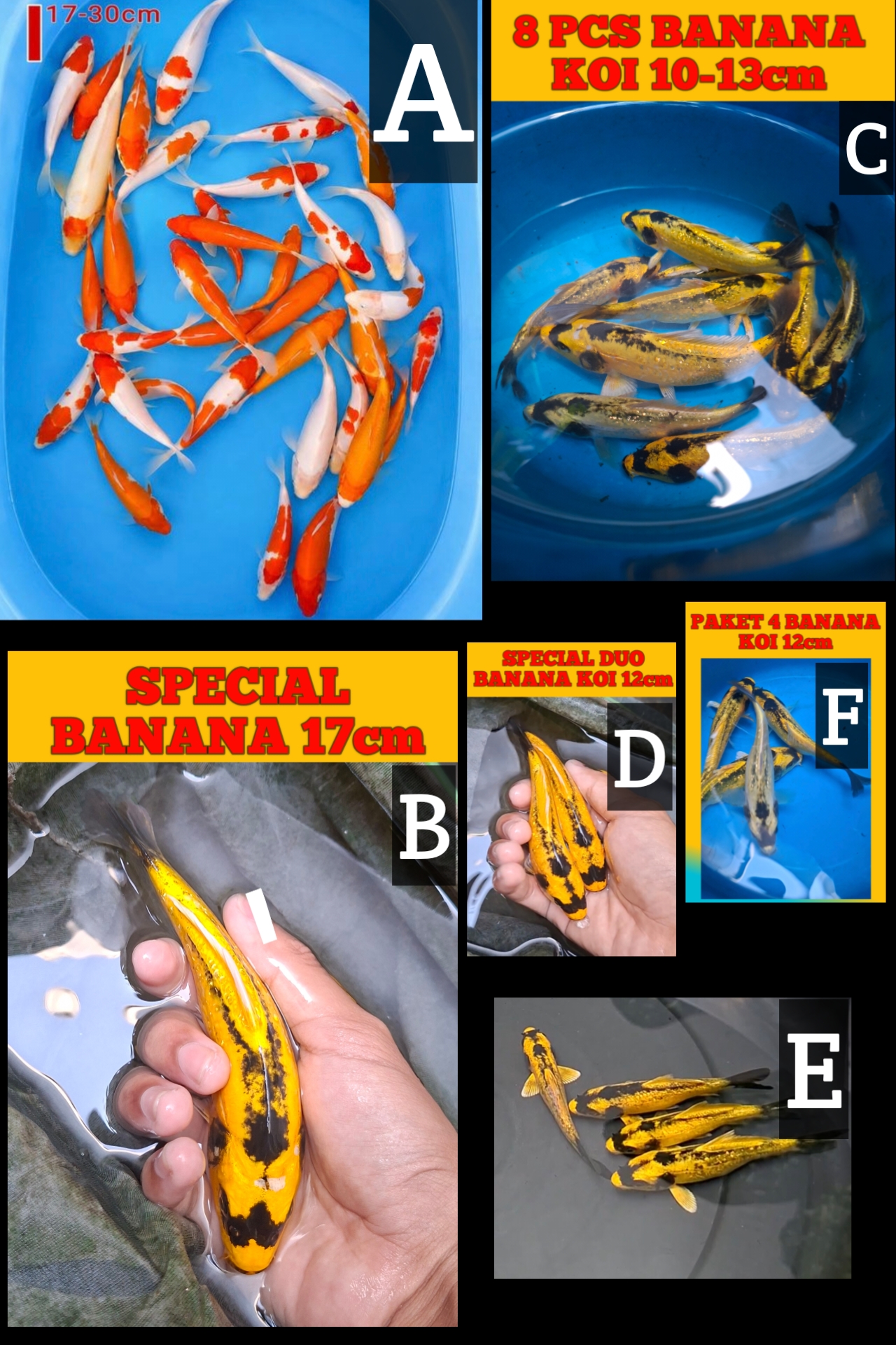 Lelang Koi Online, Jual Beli Ikan Koi, Pasar Koi Terbaik, Agen Lelang Koi, Penawaran Koi Berkualitas, Harga Jual Koi, Lelang Ikan Koi Import, Beli Koi Online, Jual Koi Murah, Koi Showroom, Penjual Koi Terpercaya, Lelang Koi Jakarta, Jual Koi Lokal, Koi Kualitas Unggul, Harga Terbaik Koi, Jual Koi Indukan, Lelang Ikan Hias Koi, Pasar Koi Indonesia, Beli Koi Berkualitas Tinggi, Koi Farm Terbesar, Jual Beli Koi Impor, Lelang Ikan Koi Kualitas Premium, Daftar Harga Koi Terbaru, Pusat Jual Beli Koi, Info Lelang Koi Hari Ini.