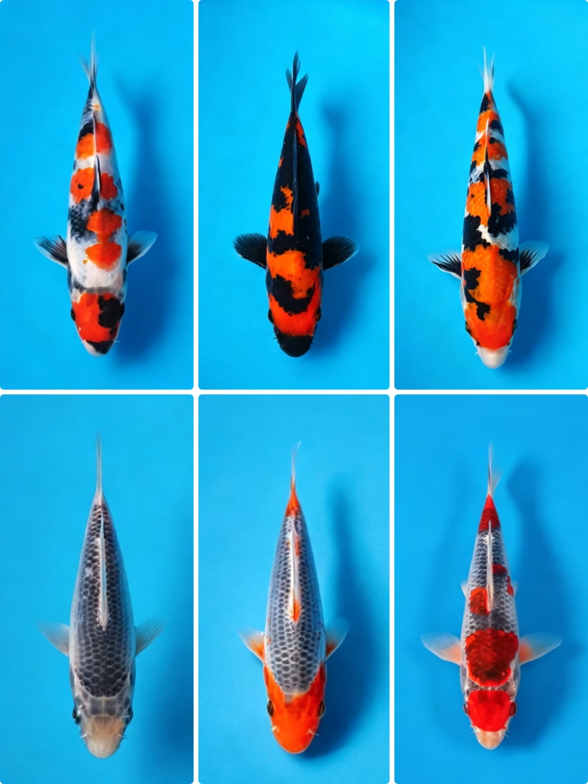 Lelang Koi Online, Jual Beli Ikan Koi, Pasar Koi Terbaik, Agen Lelang Koi, Penawaran Koi Berkualitas, Harga Jual Koi, Lelang Ikan Koi Import, Beli Koi Online, Jual Koi Murah, Koi Showroom, Penjual Koi Terpercaya, Lelang Koi Jakarta, Jual Koi Lokal, Koi Kualitas Unggul, Harga Terbaik Koi, Jual Koi Indukan, Lelang Ikan Hias Koi, Pasar Koi Indonesia, Beli Koi Berkualitas Tinggi, Koi Farm Terbesar, Jual Beli Koi Impor, Lelang Ikan Koi Kualitas Premium, Daftar Harga Koi Terbaru, Pusat Jual Beli Koi, Info Lelang Koi Hari Ini.