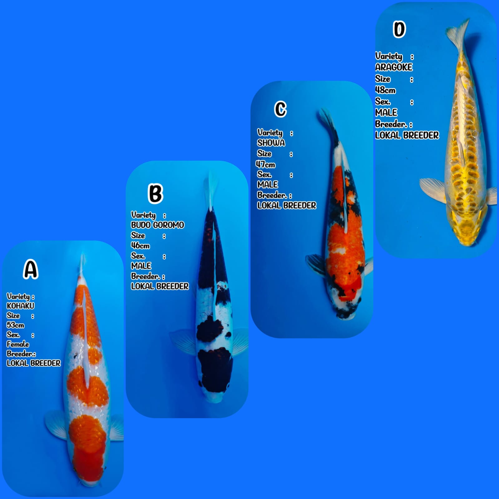 Lelang Koi Online, Jual Beli Ikan Koi, Pasar Koi Terbaik, Agen Lelang Koi, Penawaran Koi Berkualitas, Harga Jual Koi, Lelang Ikan Koi Import, Beli Koi Online, Jual Koi Murah, Koi Showroom, Penjual Koi Terpercaya, Lelang Koi Jakarta, Jual Koi Lokal, Koi Kualitas Unggul, Harga Terbaik Koi, Jual Koi Indukan, Lelang Ikan Hias Koi, Pasar Koi Indonesia, Beli Koi Berkualitas Tinggi, Koi Farm Terbesar, Jual Beli Koi Impor, Lelang Ikan Koi Kualitas Premium, Daftar Harga Koi Terbaru, Pusat Jual Beli Koi, Info Lelang Koi Hari Ini.