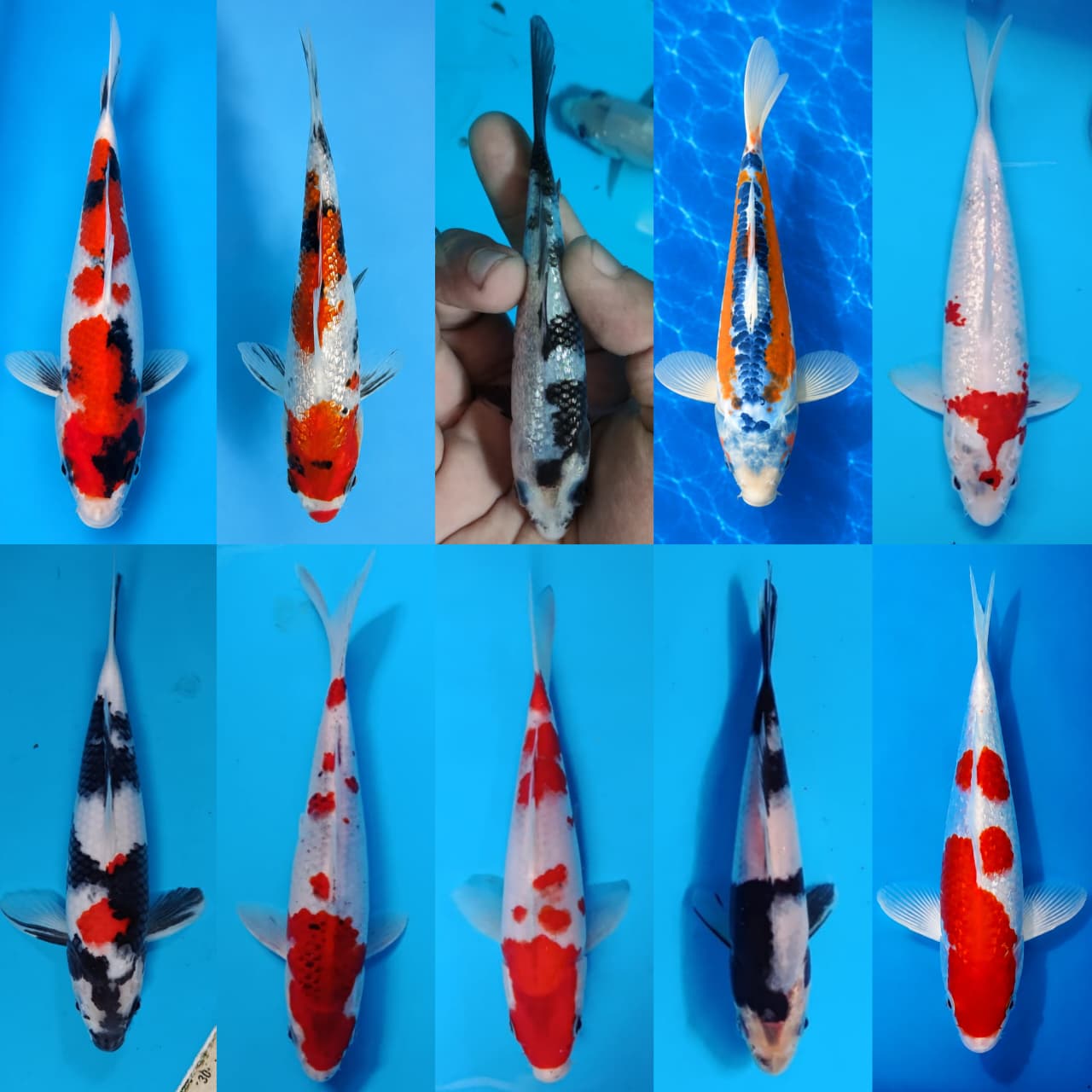 Lelang Koi Online, Jual Beli Ikan Koi, Pasar Koi Terbaik, Agen Lelang Koi, Penawaran Koi Berkualitas, Harga Jual Koi, Lelang Ikan Koi Import, Beli Koi Online, Jual Koi Murah, Koi Showroom, Penjual Koi Terpercaya, Lelang Koi Jakarta, Jual Koi Lokal, Koi Kualitas Unggul, Harga Terbaik Koi, Jual Koi Indukan, Lelang Ikan Hias Koi, Pasar Koi Indonesia, Beli Koi Berkualitas Tinggi, Koi Farm Terbesar, Jual Beli Koi Impor, Lelang Ikan Koi Kualitas Premium, Daftar Harga Koi Terbaru, Pusat Jual Beli Koi, Info Lelang Koi Hari Ini.