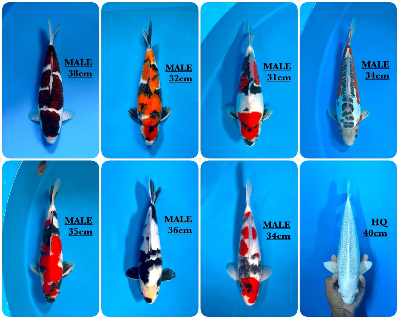 Lelang Koi Online, Jual Beli Ikan Koi, Pasar Koi Terbaik, Agen Lelang Koi, Penawaran Koi Berkualitas, Harga Jual Koi, Lelang Ikan Koi Import, Beli Koi Online, Jual Koi Murah, Koi Showroom, Penjual Koi Terpercaya, Lelang Koi Jakarta, Jual Koi Lokal, Koi Kualitas Unggul, Harga Terbaik Koi, Jual Koi Indukan, Lelang Ikan Hias Koi, Pasar Koi Indonesia, Beli Koi Berkualitas Tinggi, Koi Farm Terbesar, Jual Beli Koi Impor, Lelang Ikan Koi Kualitas Premium, Daftar Harga Koi Terbaru, Pusat Jual Beli Koi, Info Lelang Koi Hari Ini.